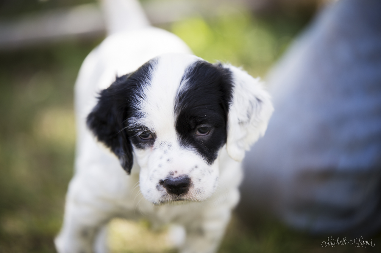 Laurel Mt. Llewellin Setter puppies 20150805-_MG_8836