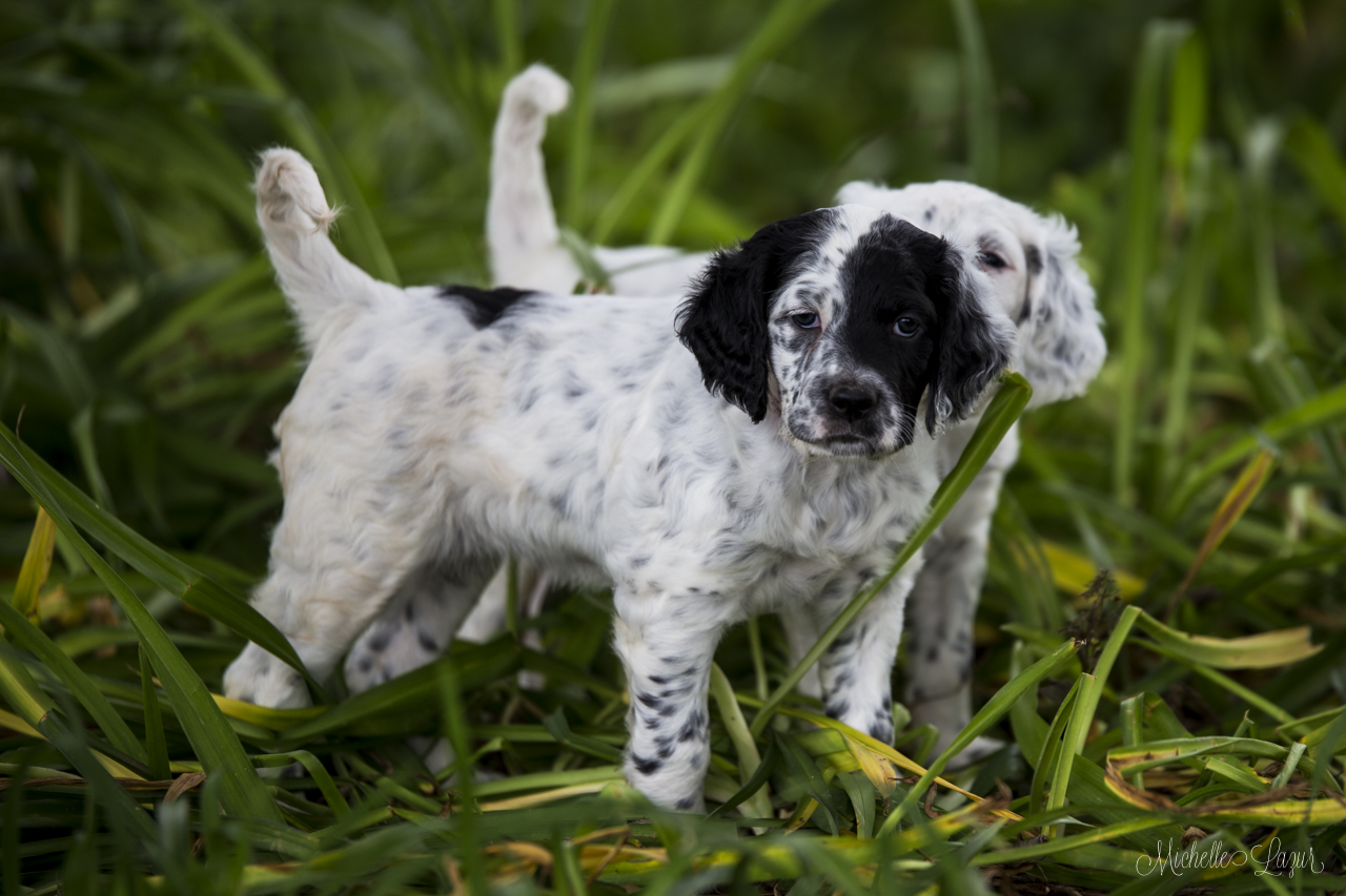 Gorgeous, stylish Llewellin Setter Puppies 20150813-_MG_9886