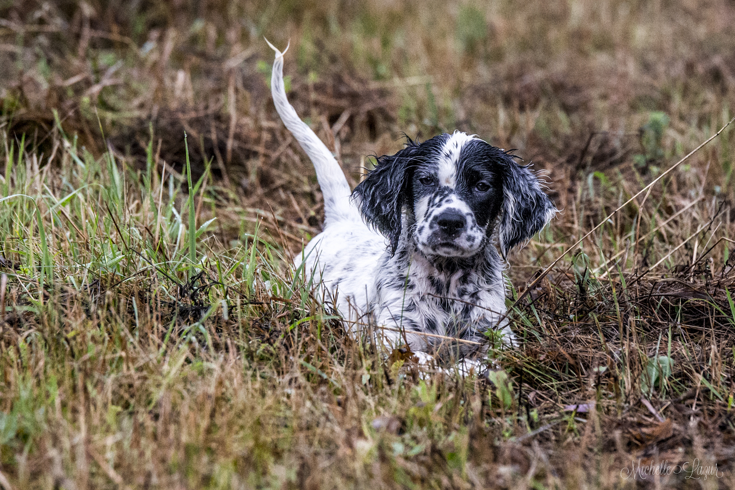 Libby, a beautiful Laurel Mt. Llewellin Setter puppy. 20150907-_MG_9164