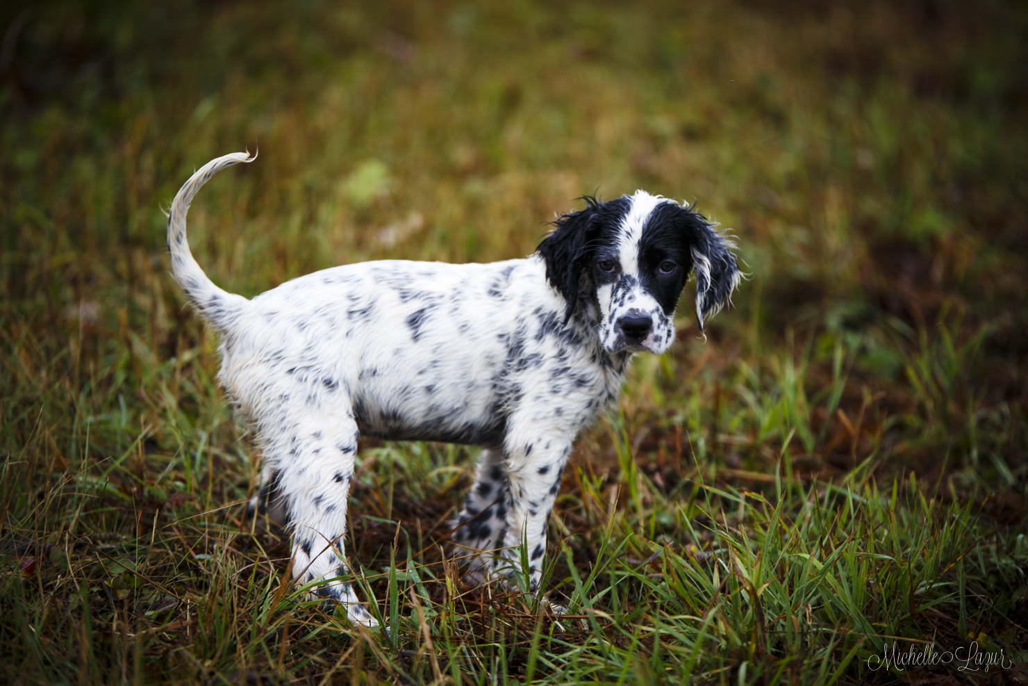 Libby--Santana x Cowboy Laurel Mt. Llewellin Setter Puppy. 20150907-_MG_9207