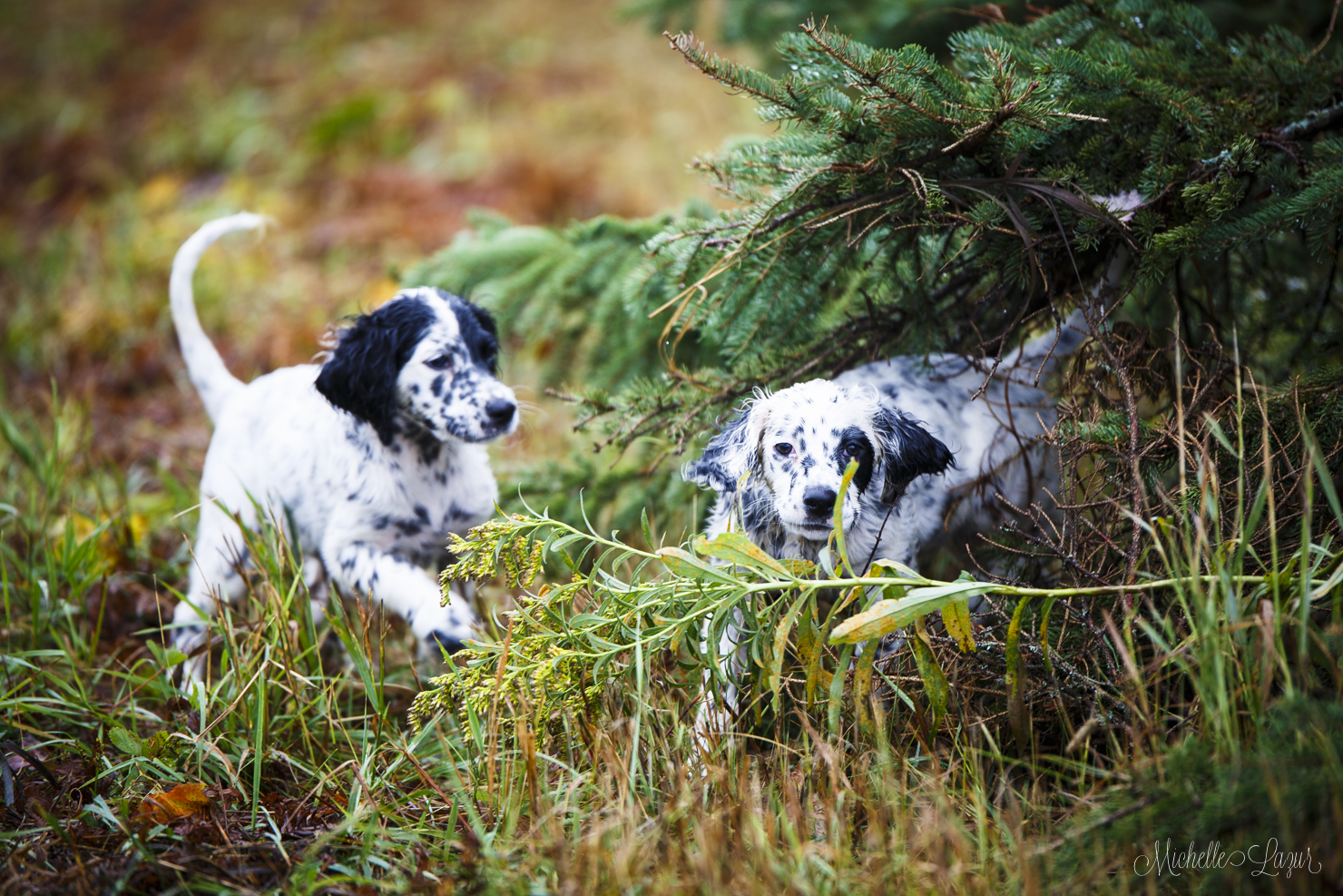 Belle and Star, Laurel Mt. Llewellin Setter Puppies. 20150907-_MG_9210