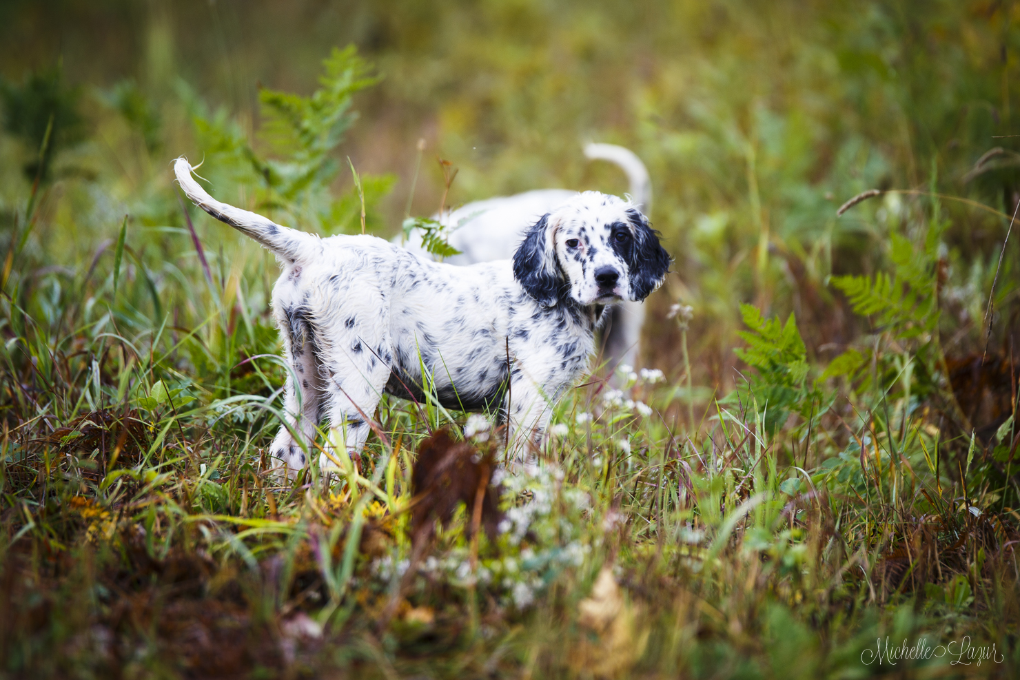 Star, female Laurel Mt. Llewellin Setter puppy. 20150907-_MG_9229