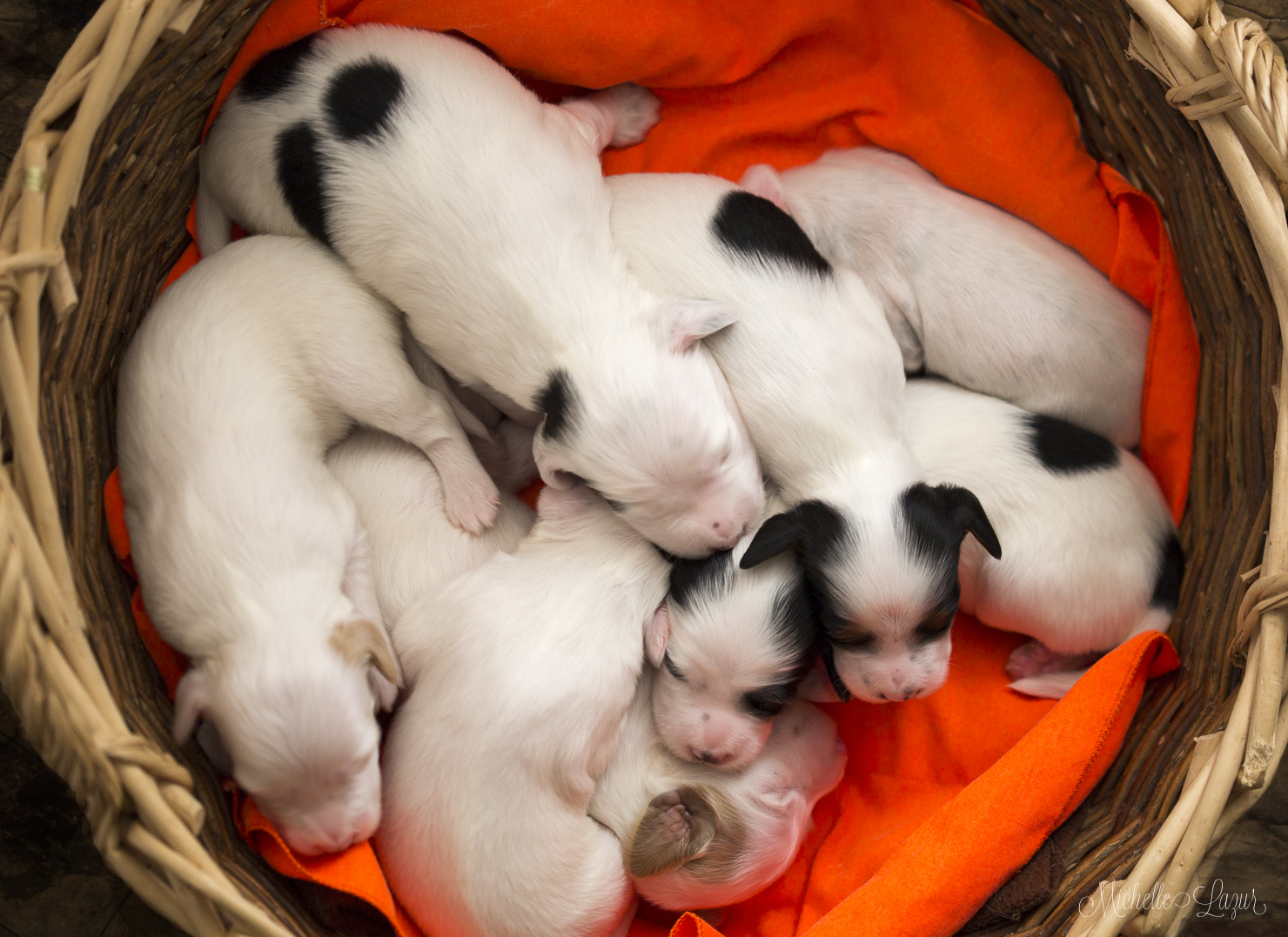 Basket of Babies 