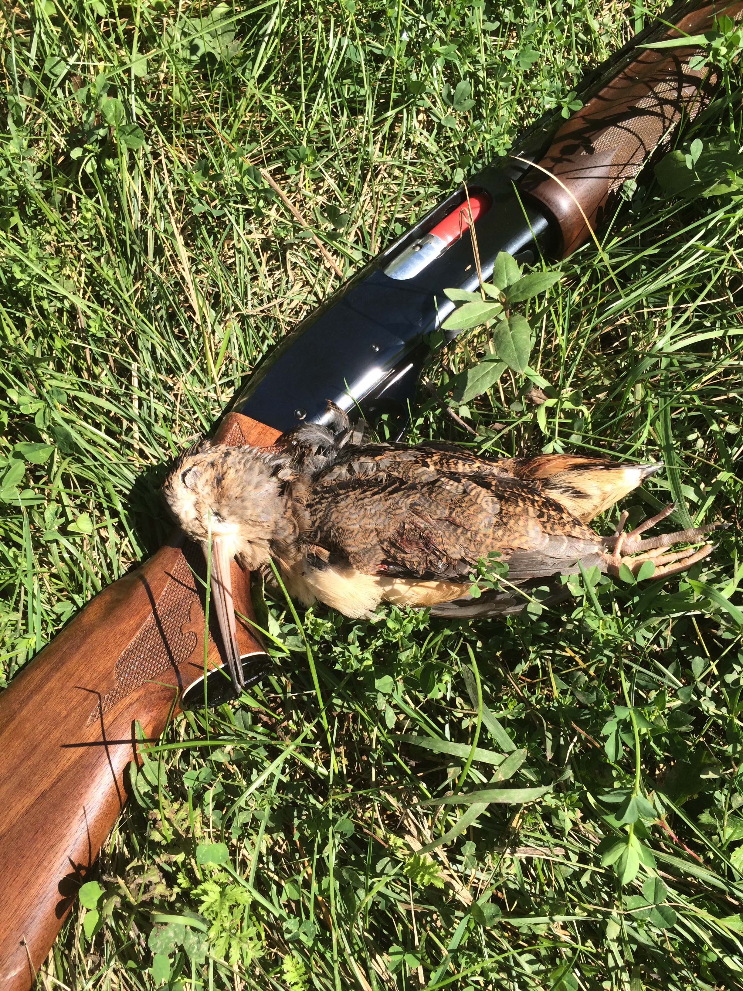 First Woodcock of the 2015 Season IMG_3034