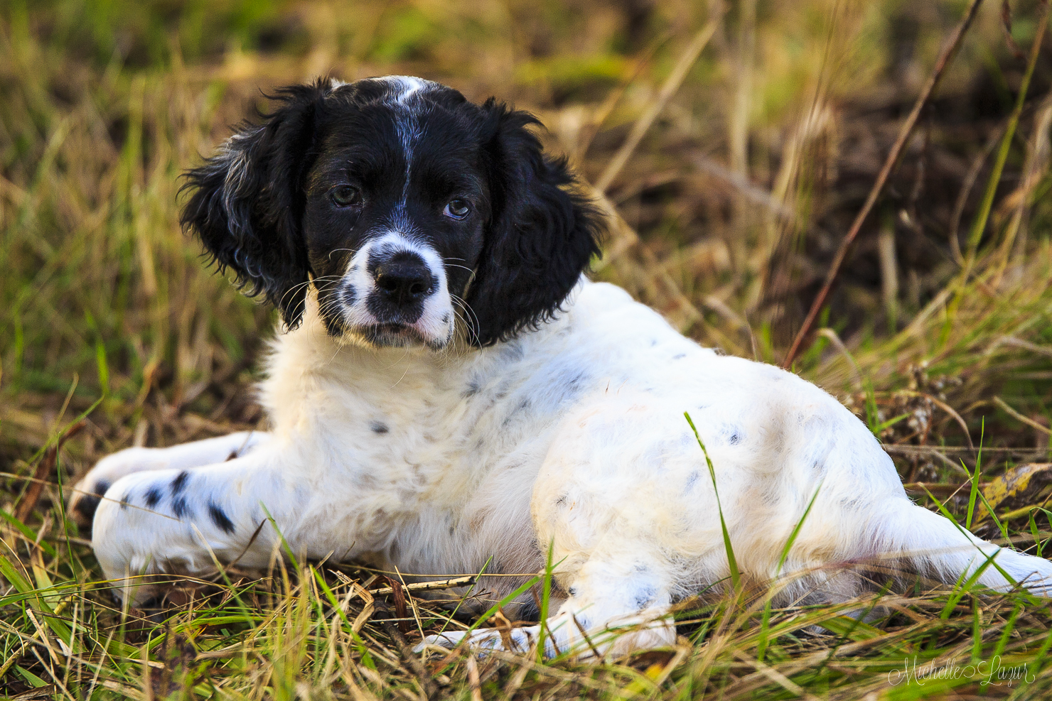 Brazil puppy 20150928-_MG_2086-2