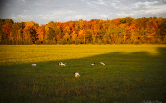 Laurel Mt Llewellin Setter Puppies on the farm