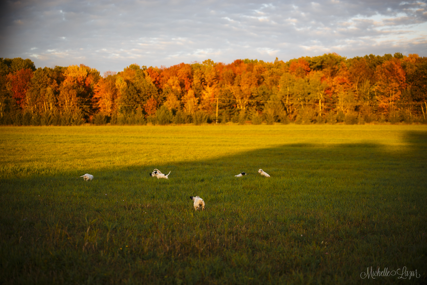 Beautiful fall walk with the puppies 20150928-_MG_2173