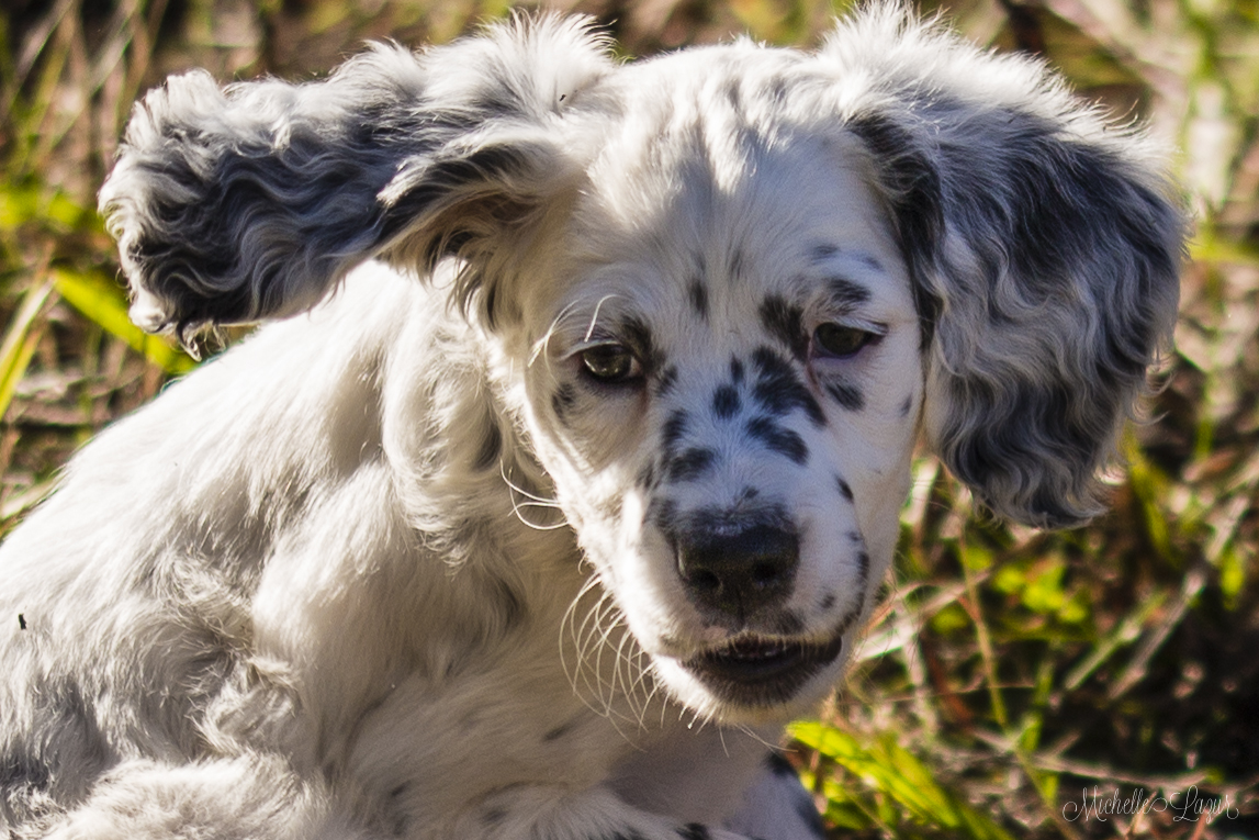 Alma puppy 20150929-_MG_2370