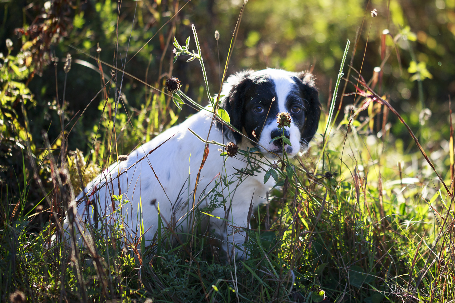 Cono Puppy 20150929-_MG_2413