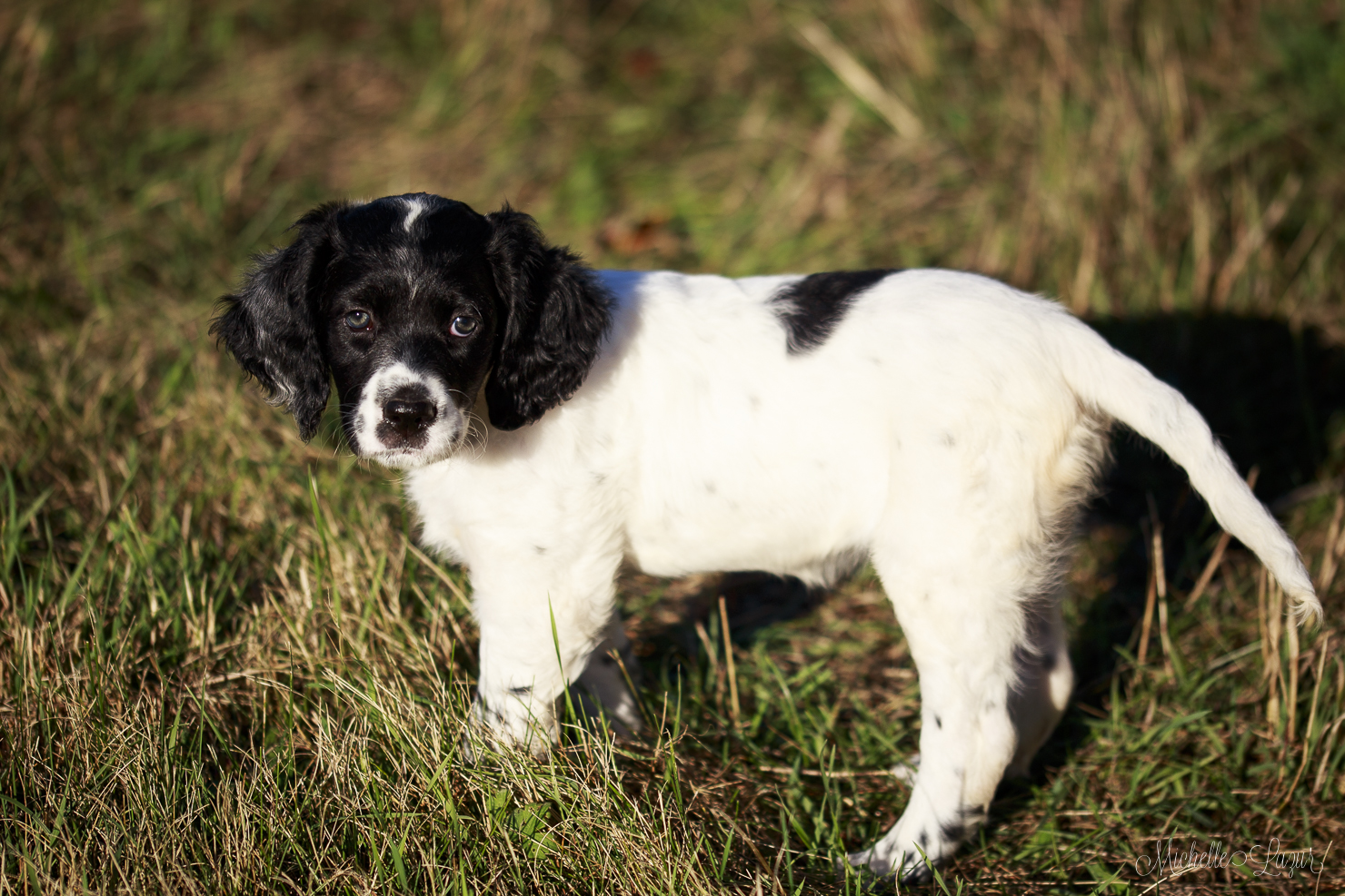 Lovely Brazil puppy 20150929-_MG_2416