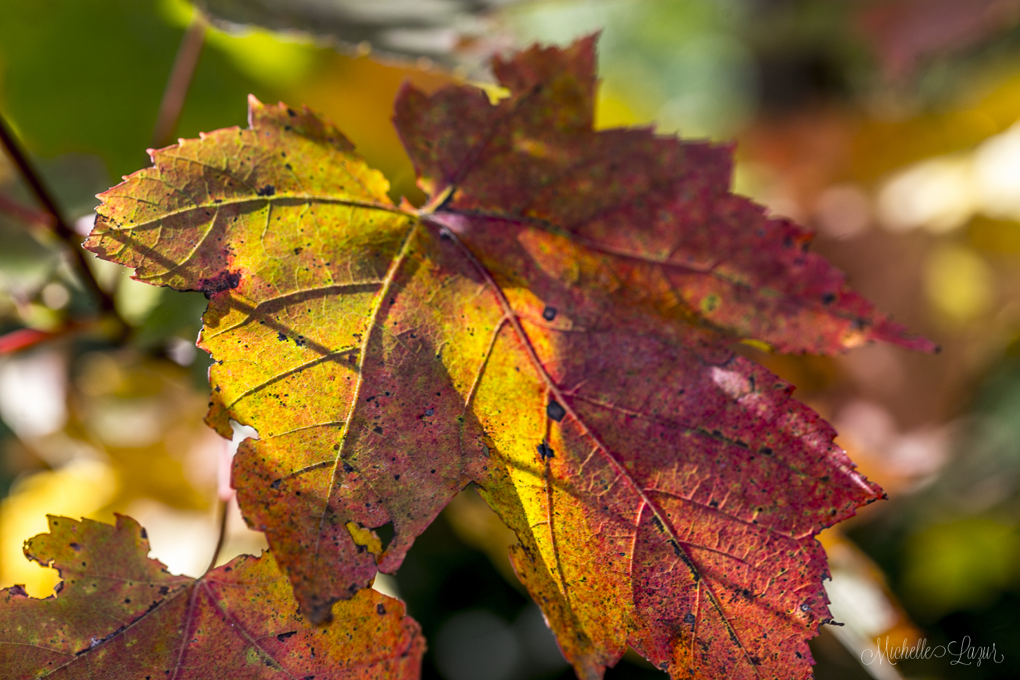 The beauty of Autumn 20150930-_MG_2493