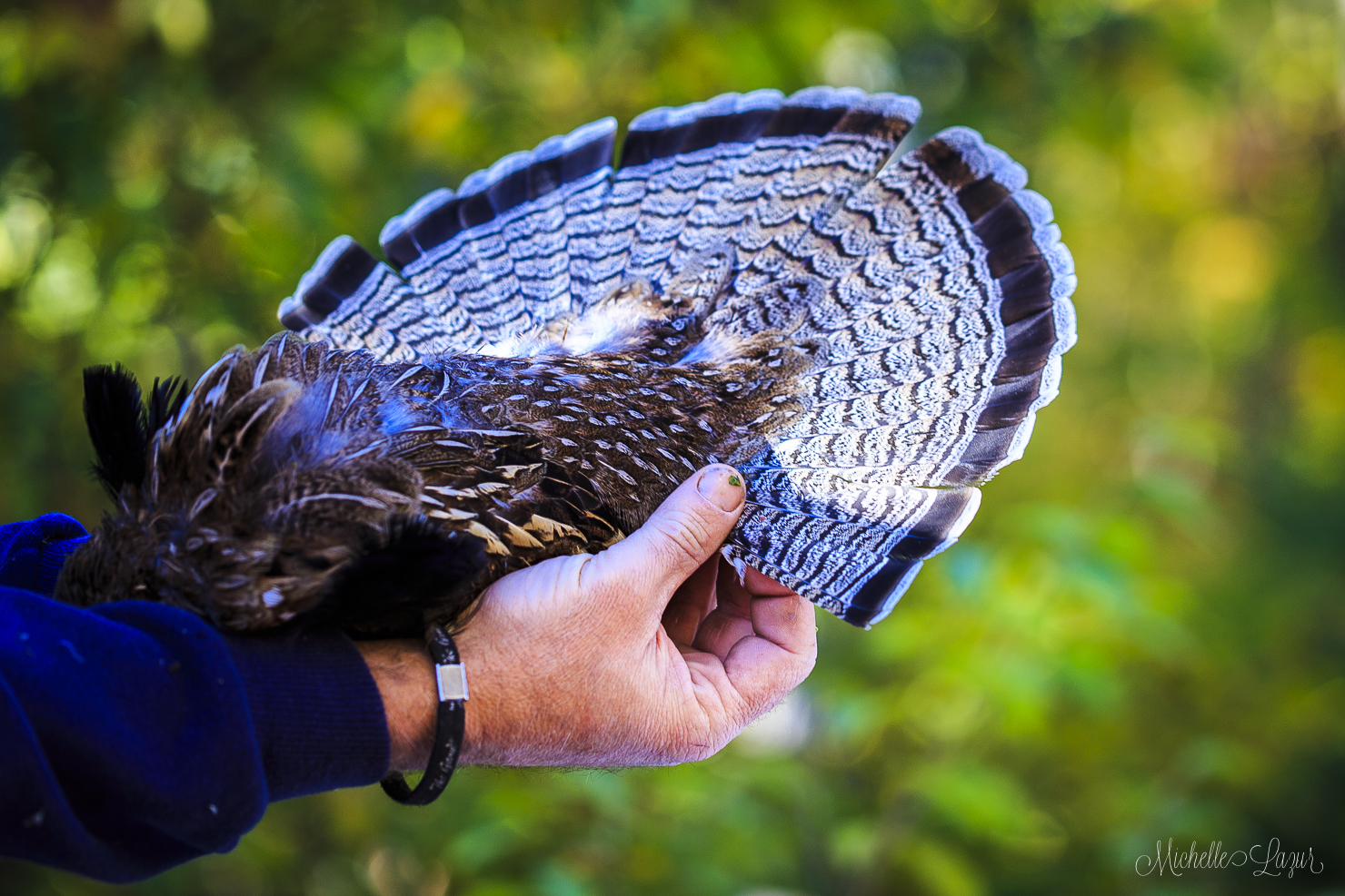 Beautiful Ruffed Grouse 20150930-_MG_2541