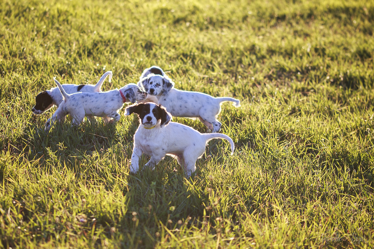 Puppy play time 20150930-_MG_2595