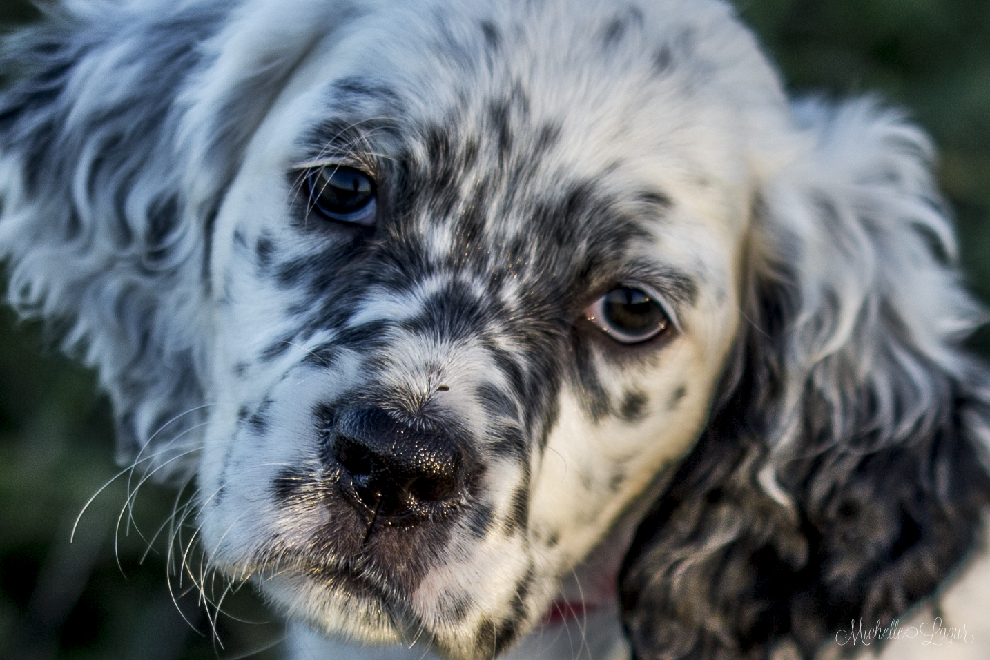 Hazel Puppy 20150930-_MG_2618