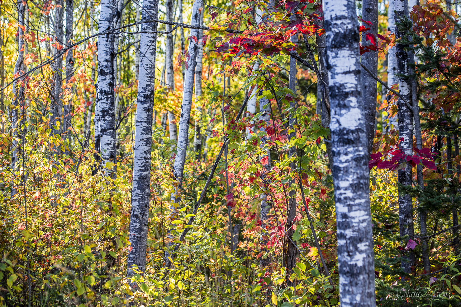 The Northwoods on October 1st, 2015 20151001-_MG_2727