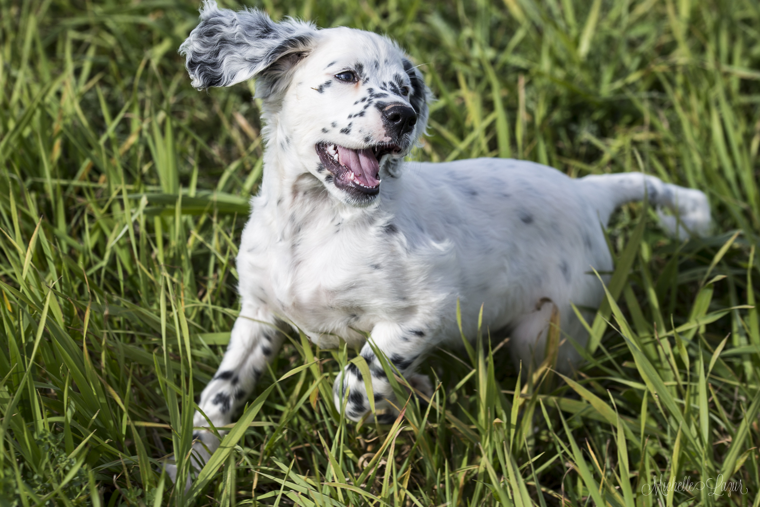 Llewellin Setter Puppy Trouble 20151003-_MG_2821