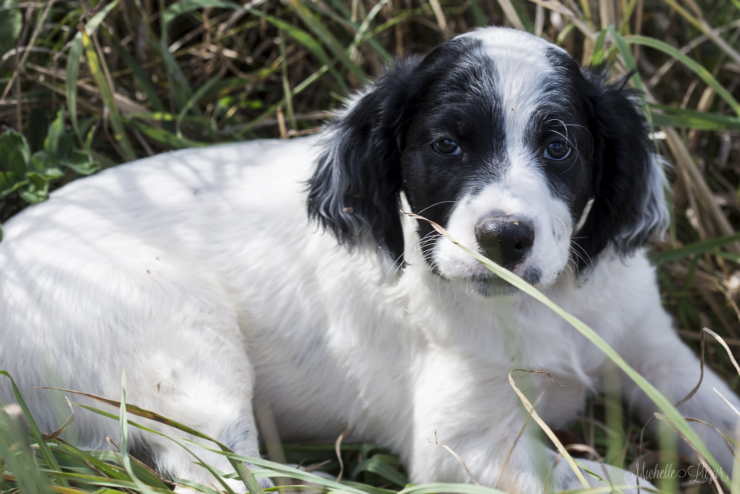 Laurel Mt Llewellin Setter Puppy Maker 20151003-_MG_2825