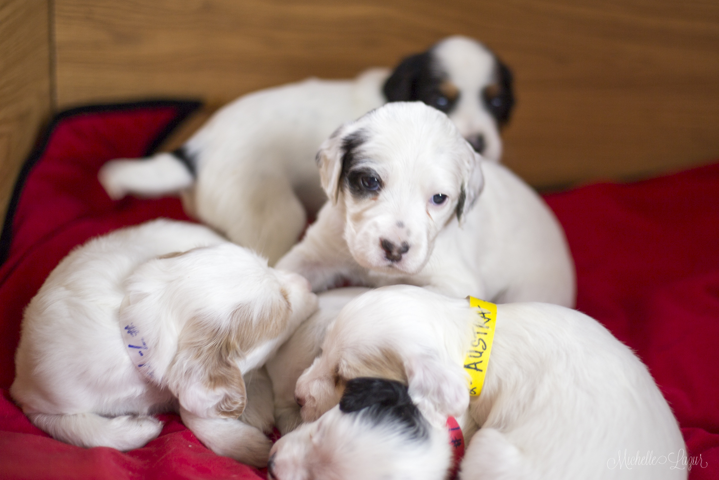 Llewellin Setter Puppies 20151005-_MG_2972