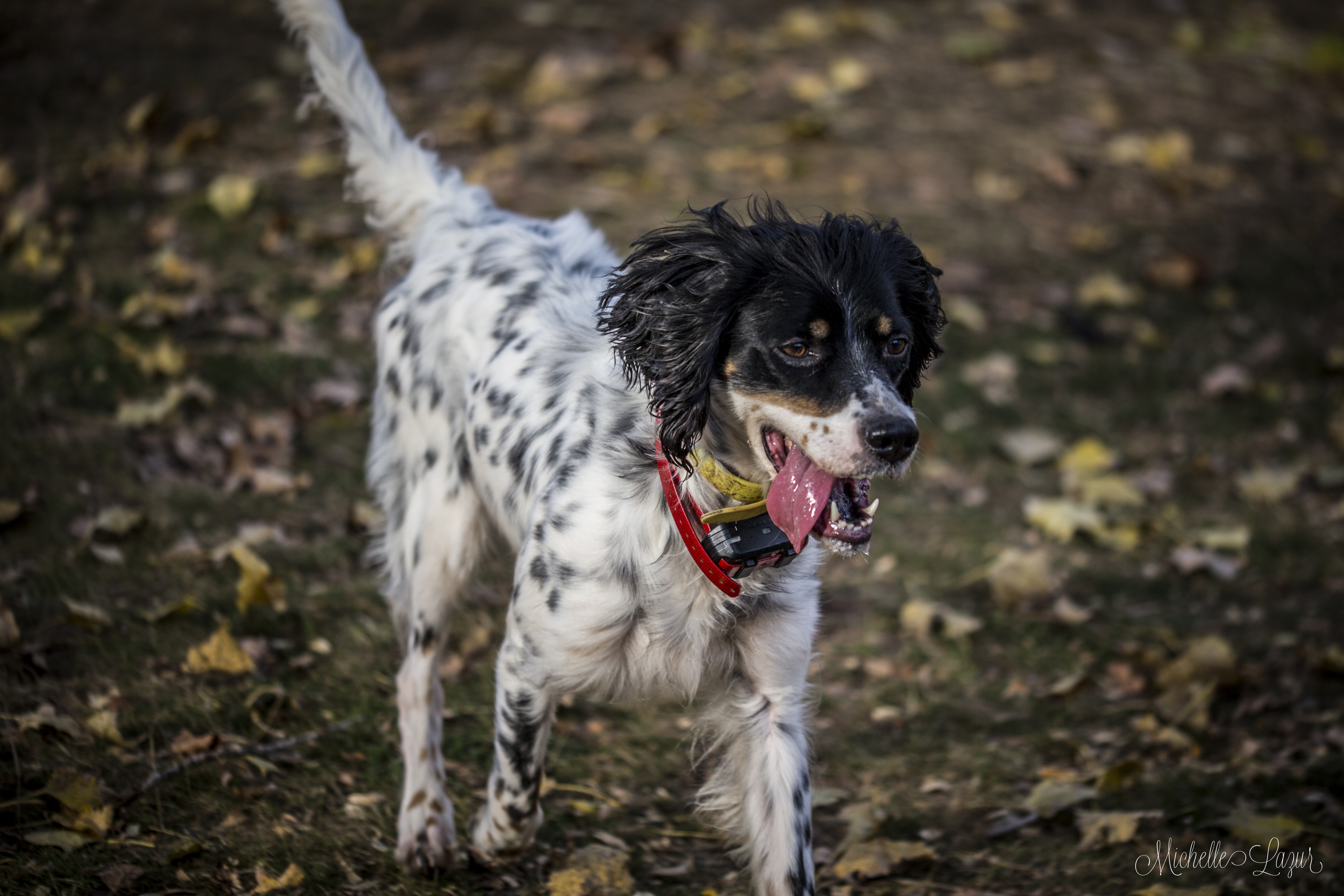 Laurel Mt Llewellin Setter Sweet Red Rue 20151006-_MG_3014