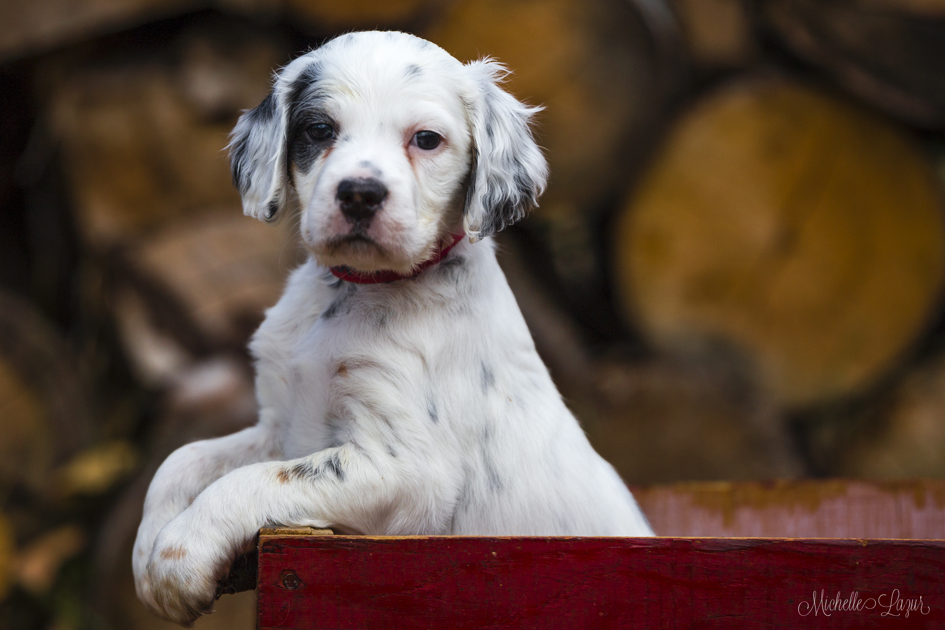 Storm, tri-color-male-llewellin setter puppy 20151019-_MG_4252