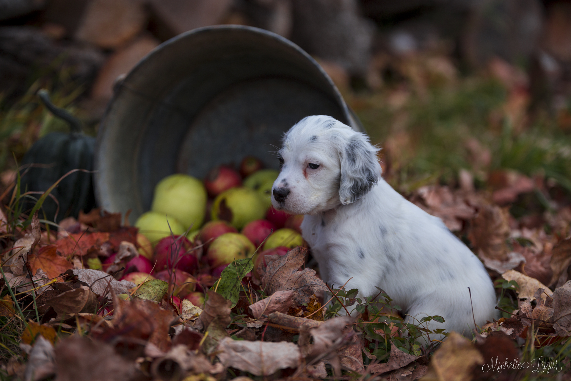 Laurel Mt Llewellin Setter puppy Storm 20151019-_MG_4257