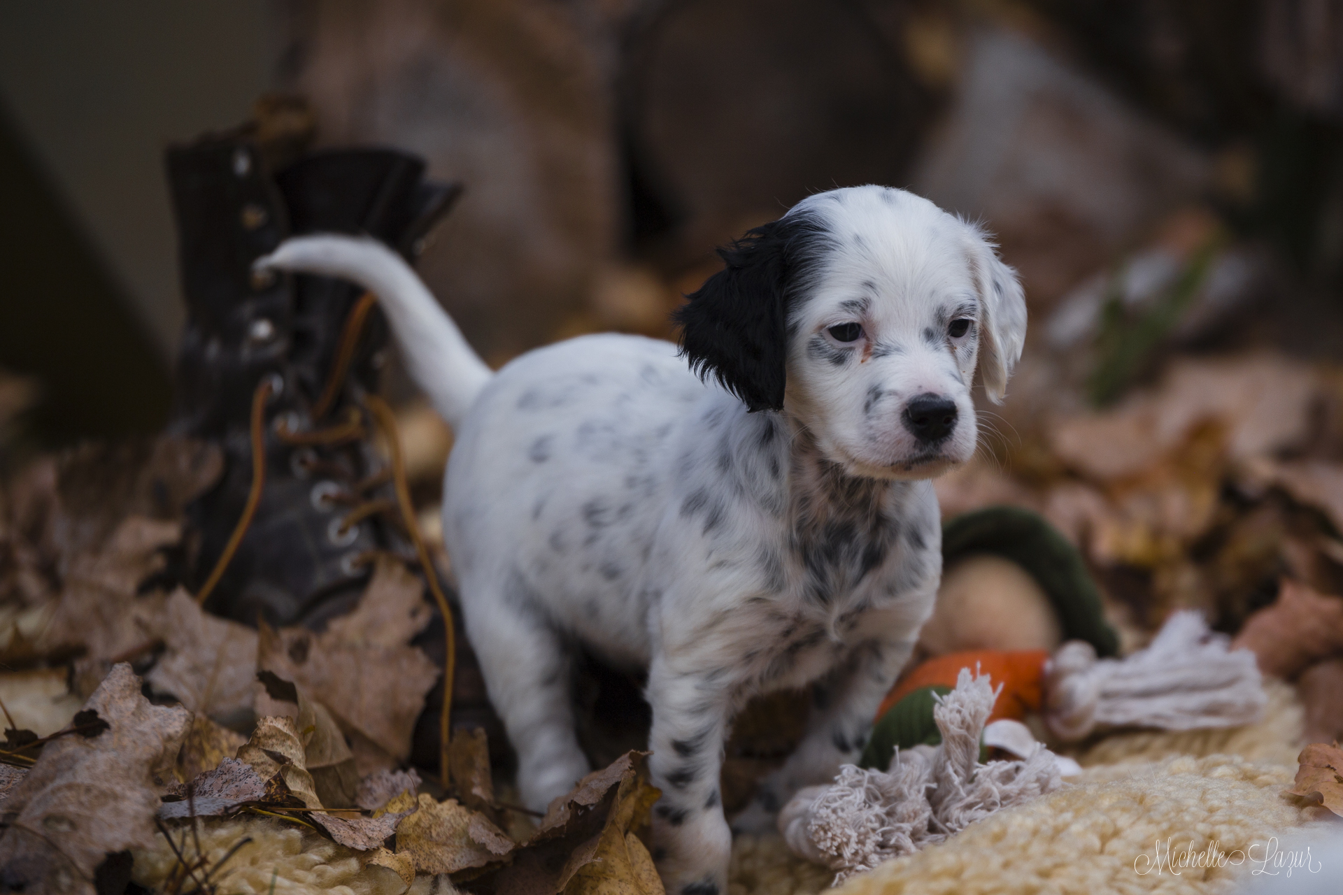 Aurora, female, llewellin setter puppy 20151019-_MG_4264