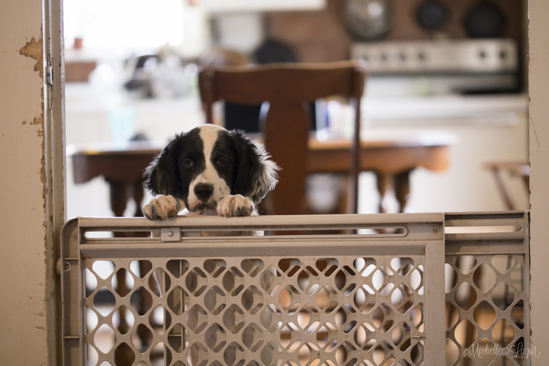 The Ultimate Guide to Puppy-Proofing Your Home: Tips and Innovative Products