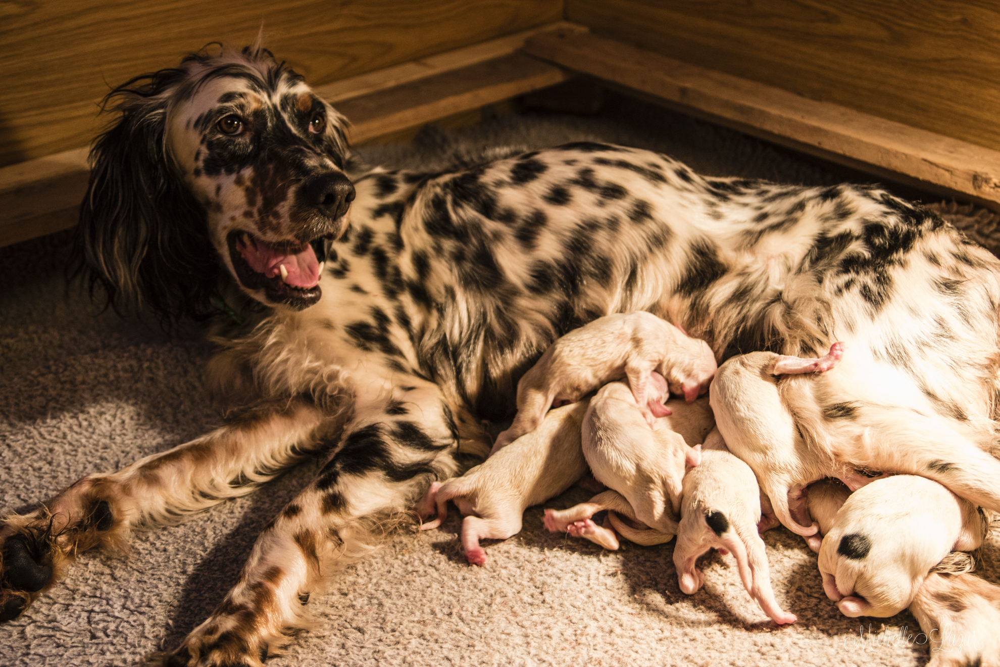 Llewellin Setters, Mia & Count Puppies - 20151116-_80A5704