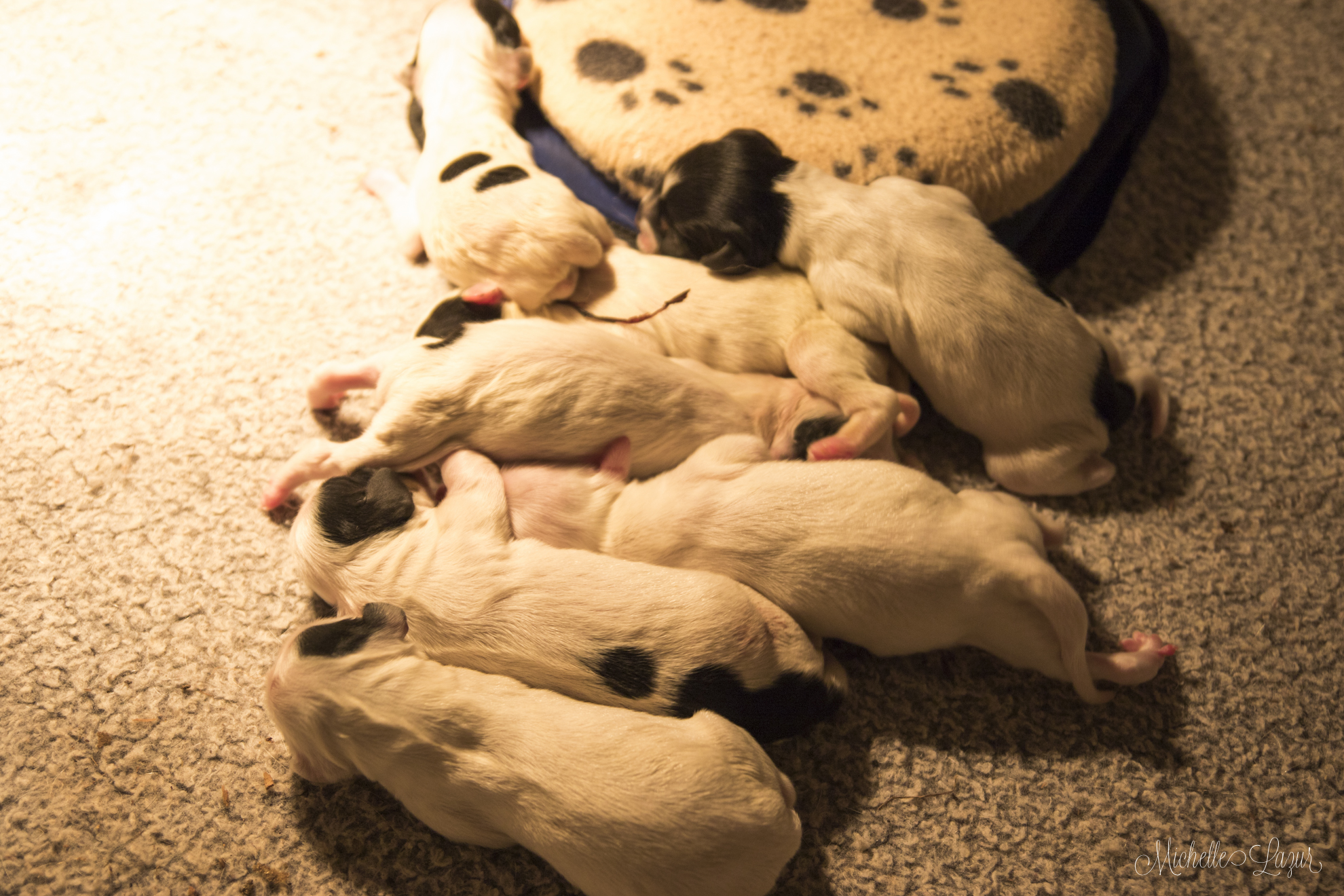 Laurel Mt. Llewellin Setters' Addie x Cowboy Puppies 20151118-_80A5711-3