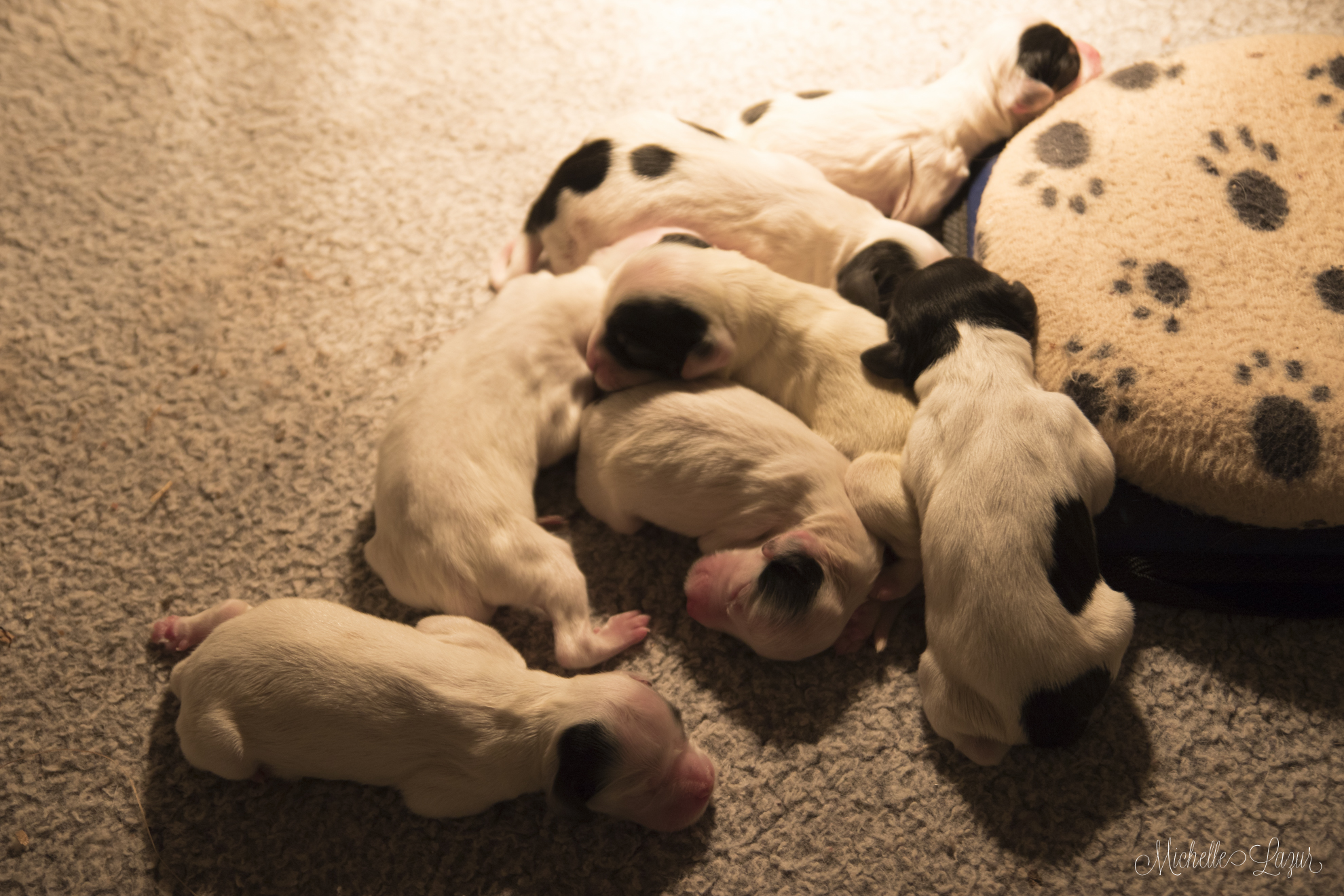 Addie x Cowboy Puppies 20151118-_80A5712-2