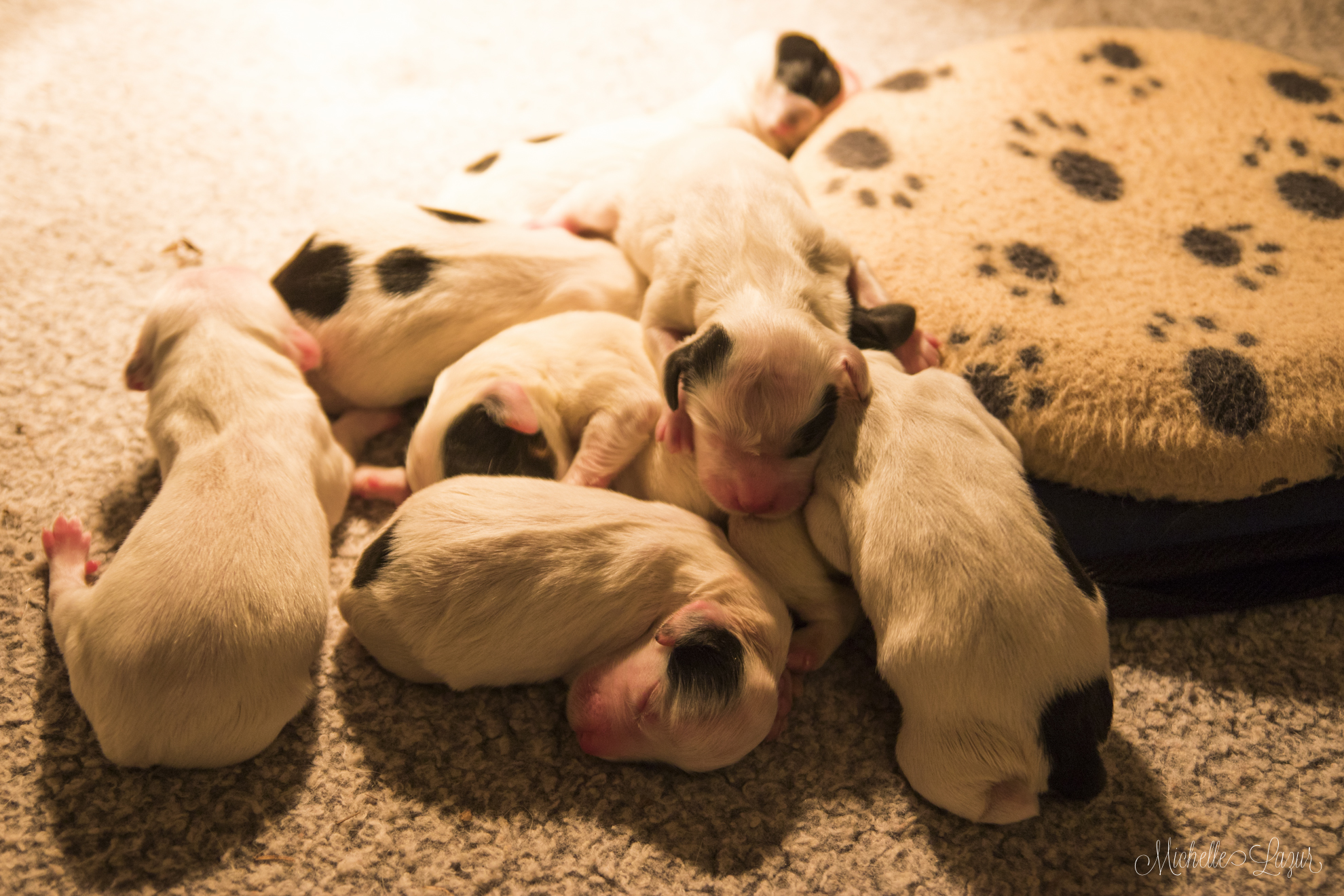 Addie x Cowboy Puppies 20151118-_80A5713