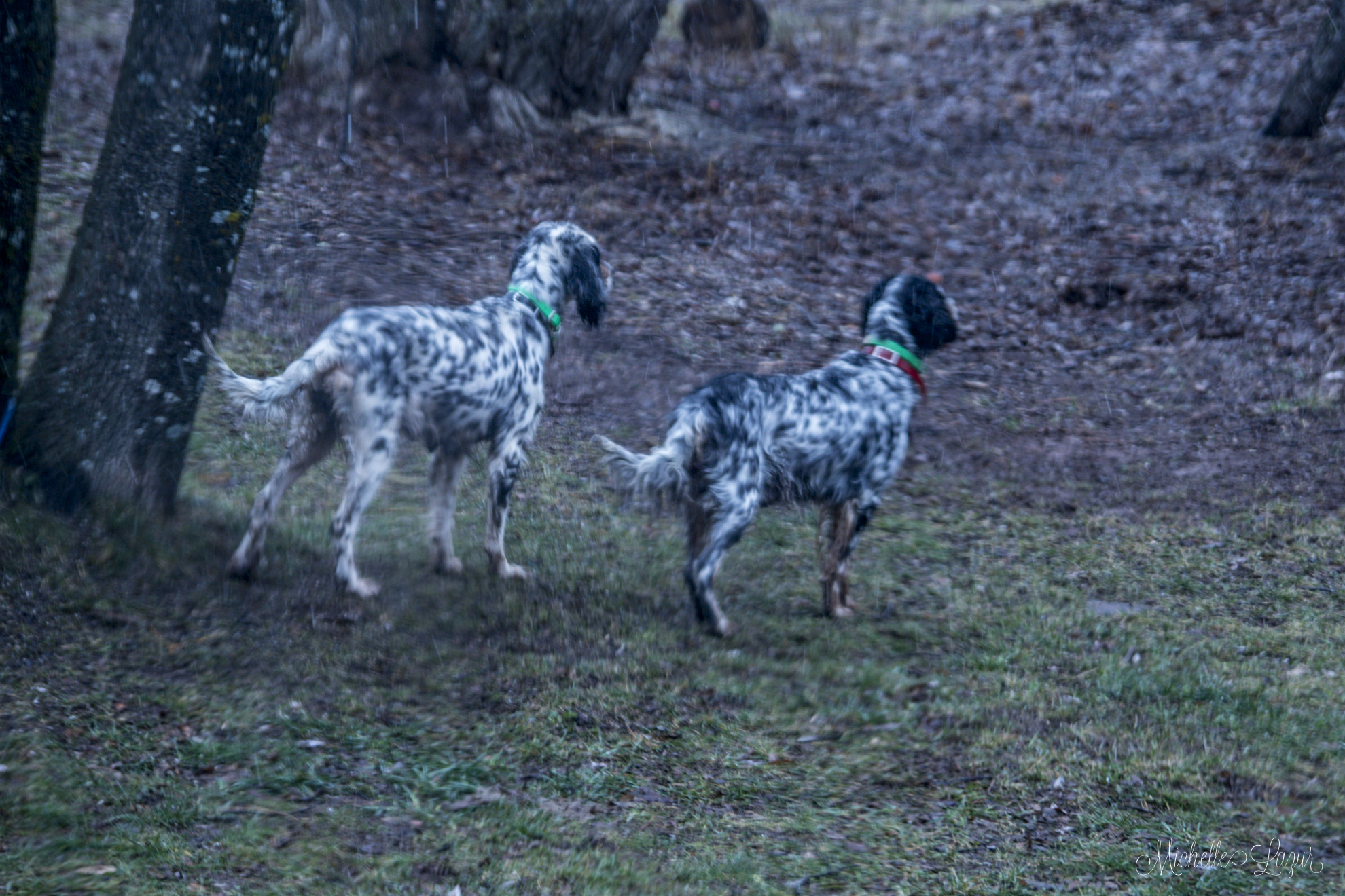 Mia and Addie pointing tweetie birds at the feeders during a break from their puppies 