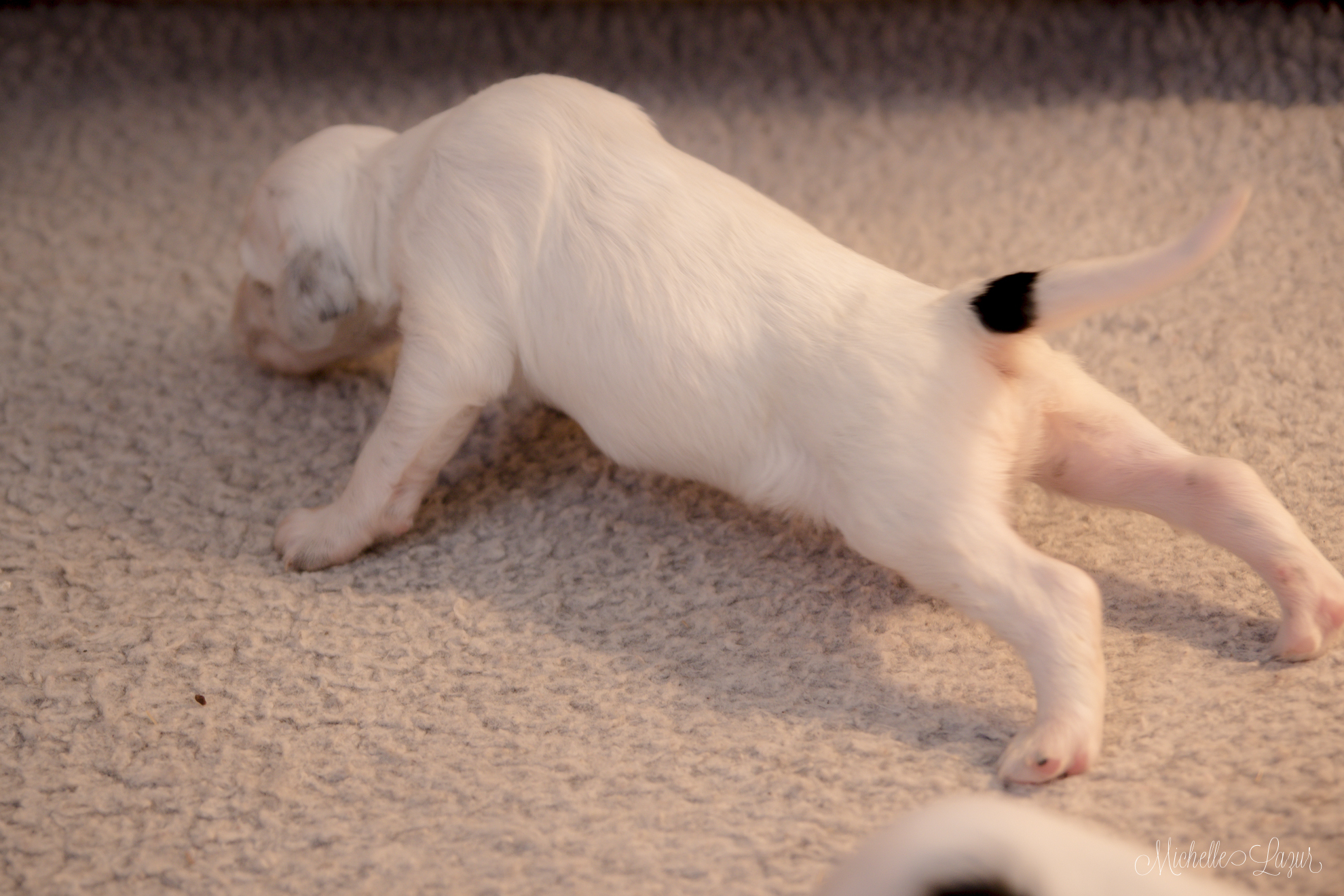 A Laurel Mt Llewellin Setter puppy learning to walk