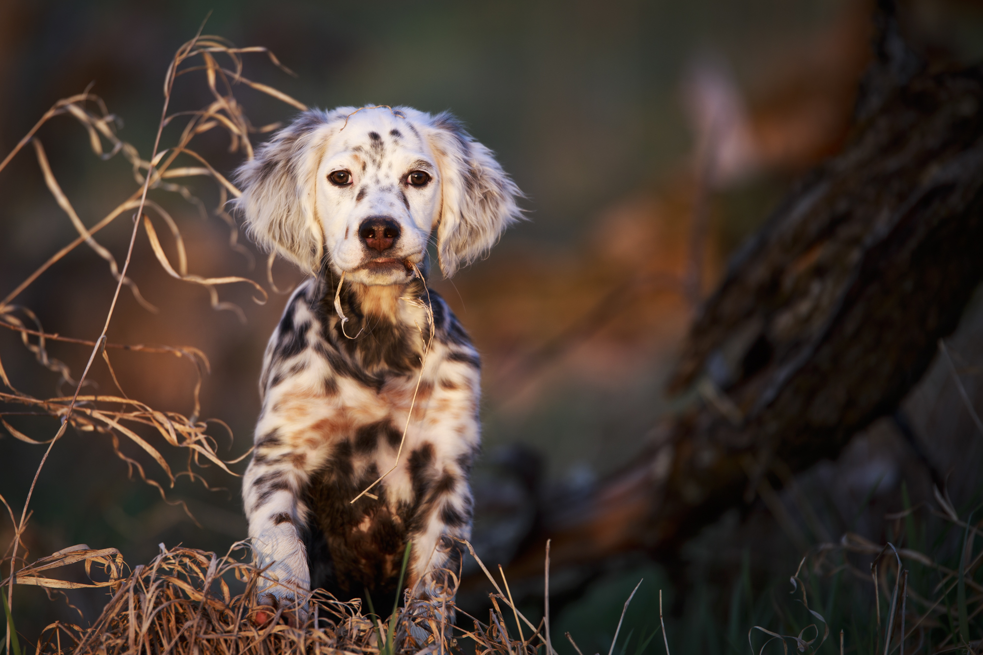 Lobo, a tri-belton, Laurel Mt. Llewellin Setter Puppy 20150504-_MG_7058