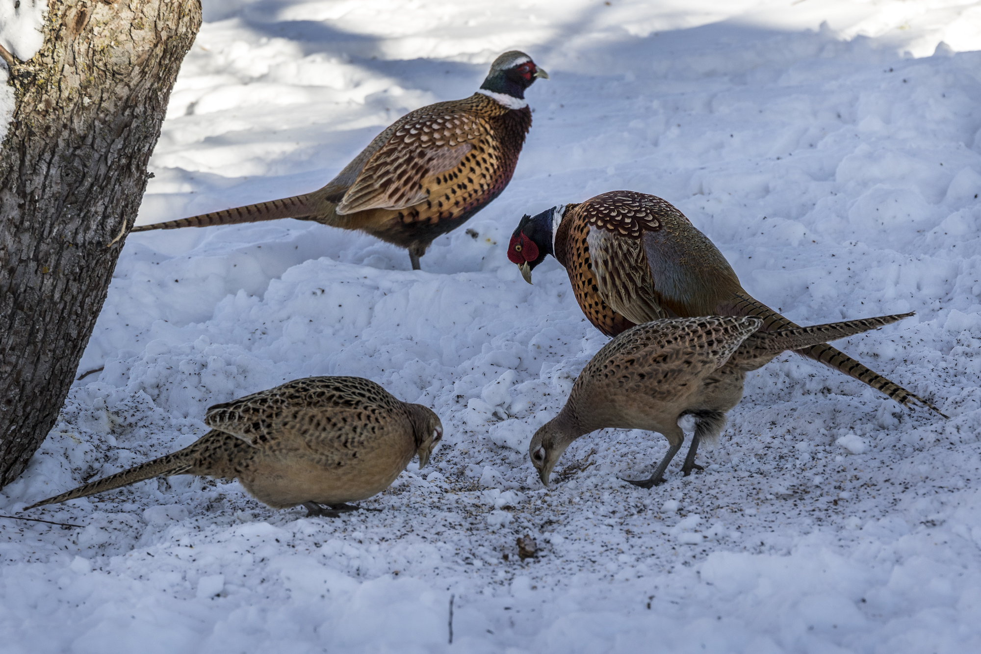 Wild pheasants at the feeders 20160214-680A9579