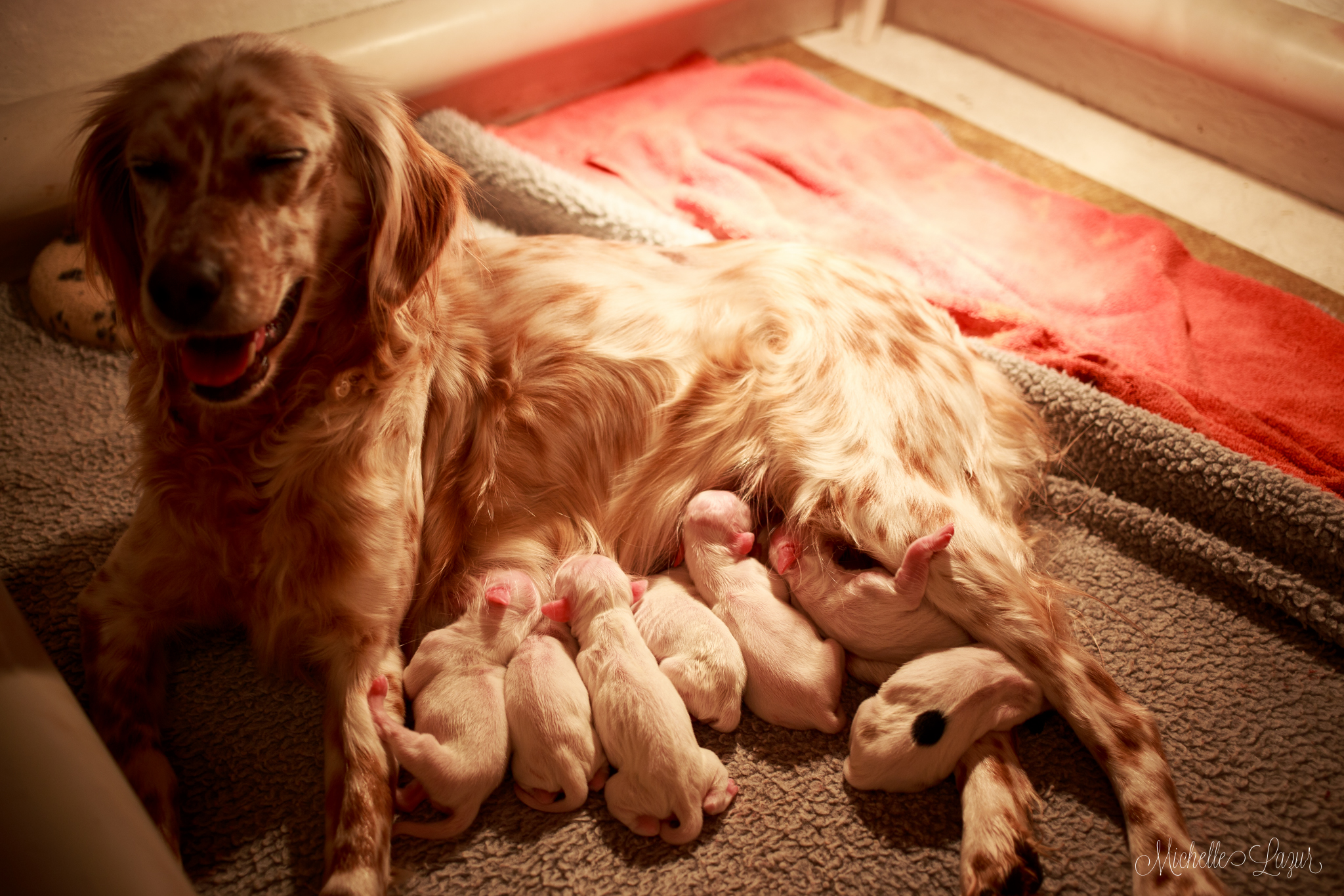 Laurel Mt Llewellin's Kea with her Llewellin Setter pups. 20160321-_MG_9897