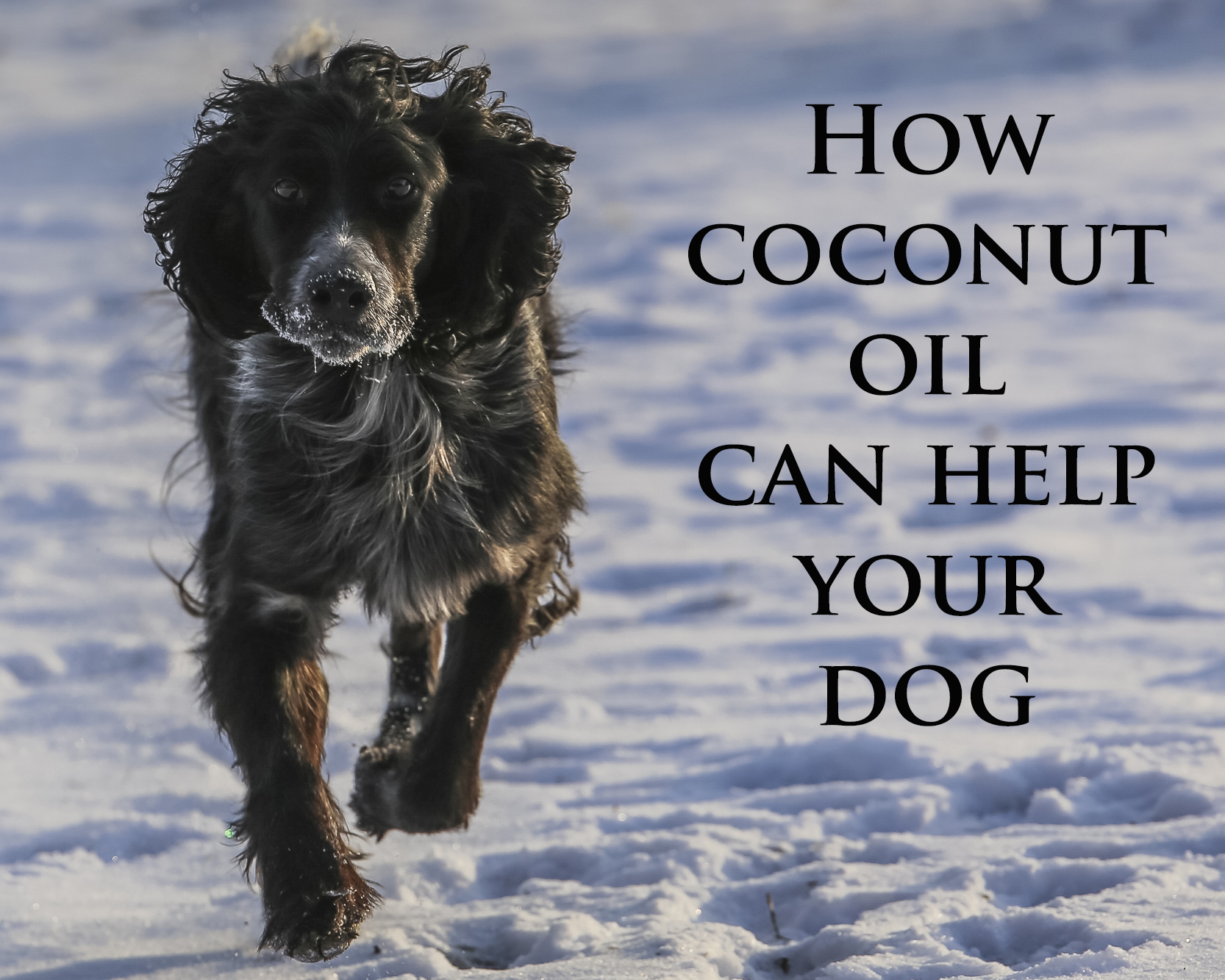 Coconut-oil-dog