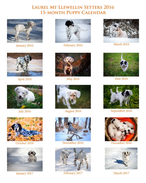 Laurel Mt Llewellin Setter Puppy Calendar