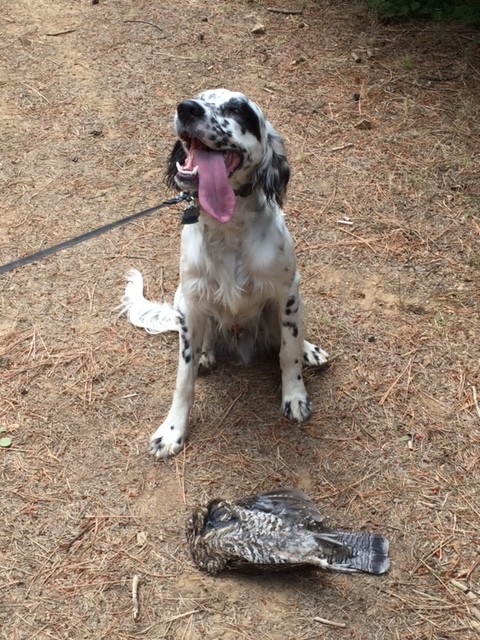 Gus, a Llewellin Setter owned by Steve and Patti Jangeo of Oregon