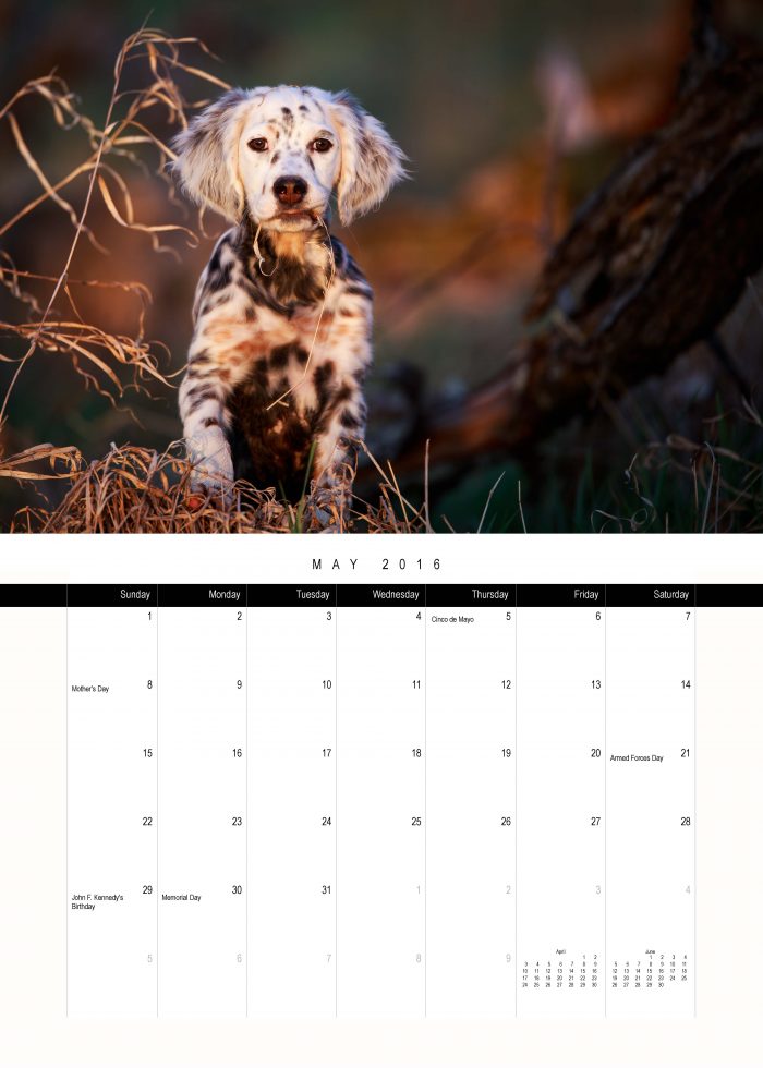 Llewellin Setter Puppy Calendar May Preview