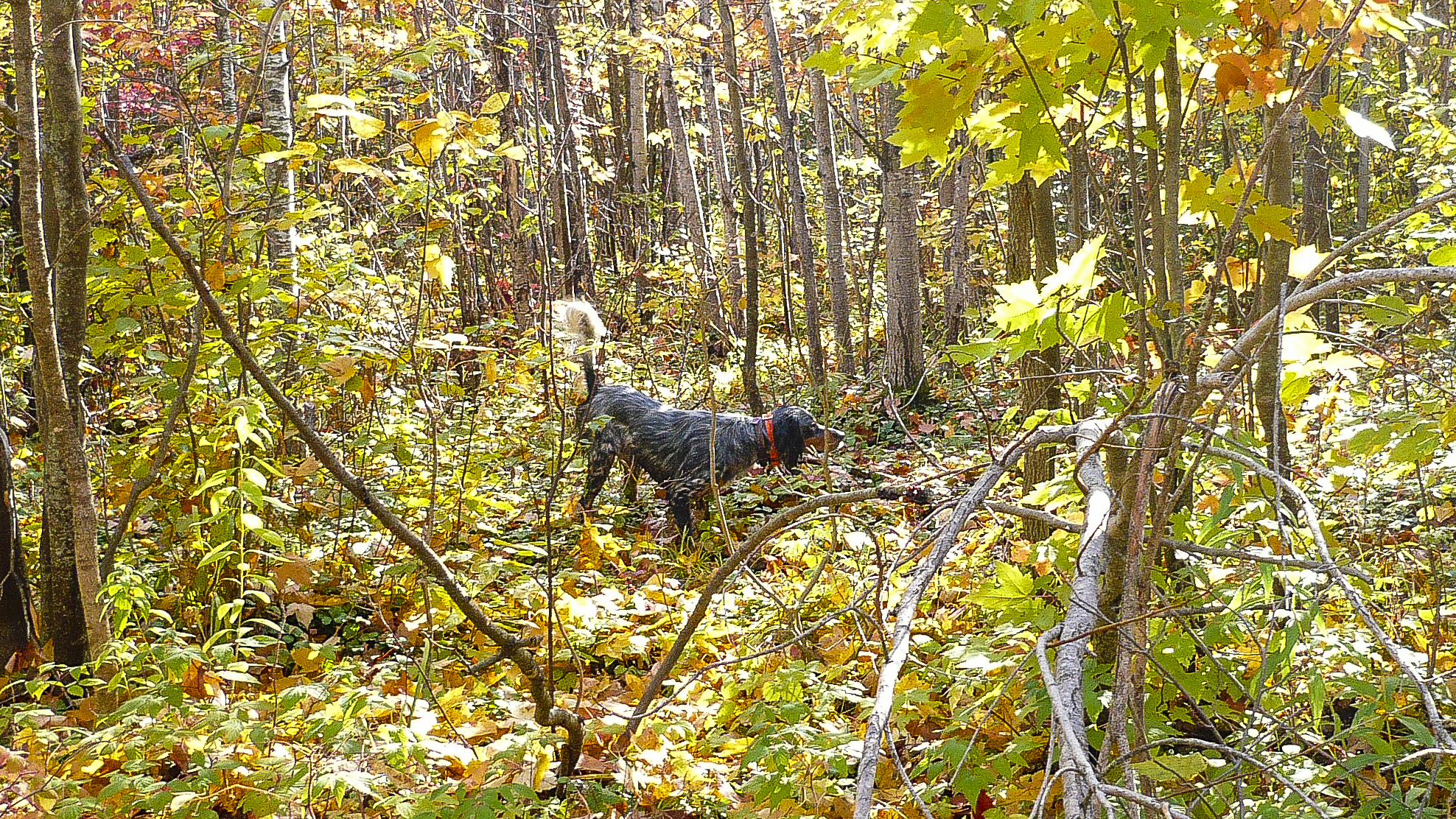 Laurel Mt's Llewellin Setter, Luke pointing a Ruffed Grouse in the Northwoods. September 2008