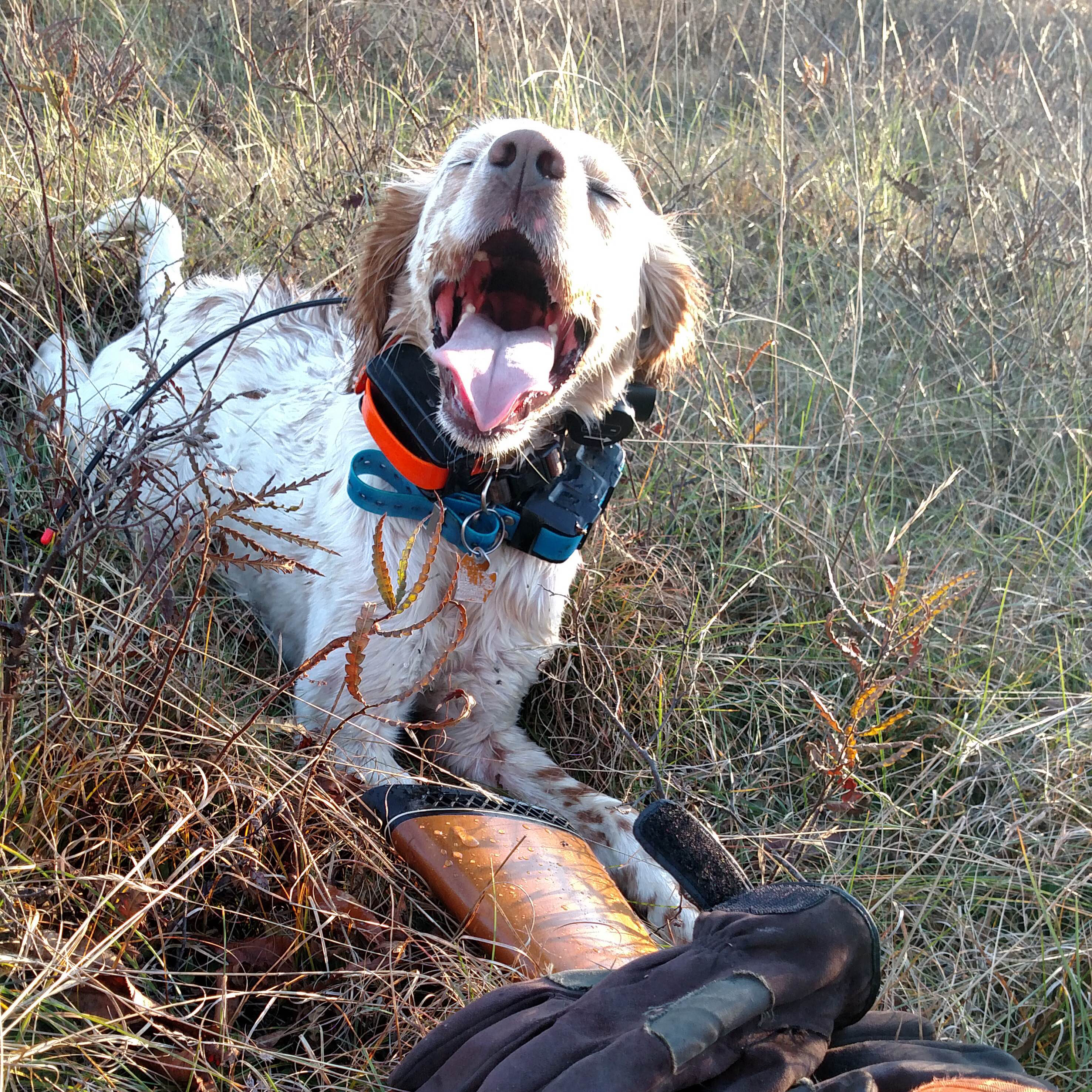 Laurel Mt Llewellin Setter, Jesse (Alana from the Medalists litter, Maddie x Doc 2014)