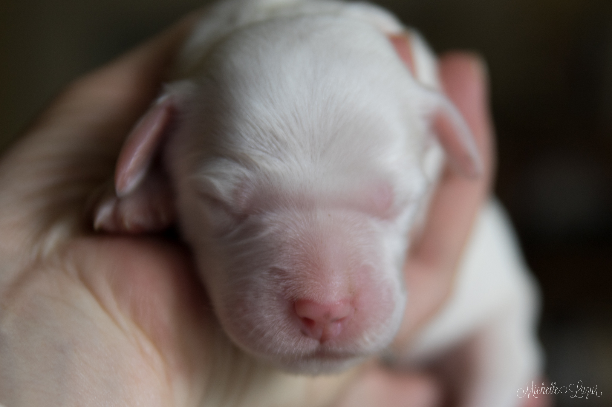 Male Laurel Mt Llewellin Setter Puppy "Cadet"