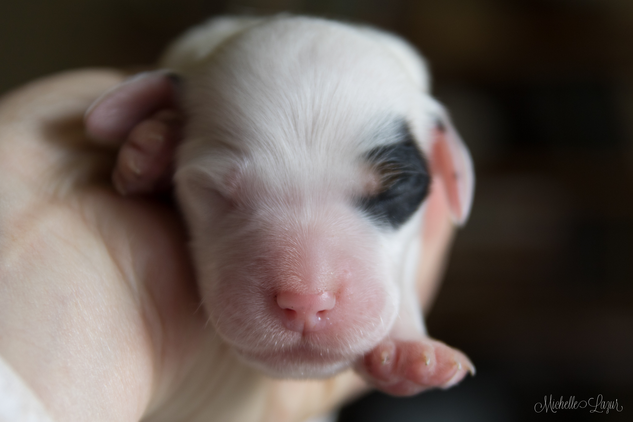 Male tri-color Llewellin Setter puppy, Commodore