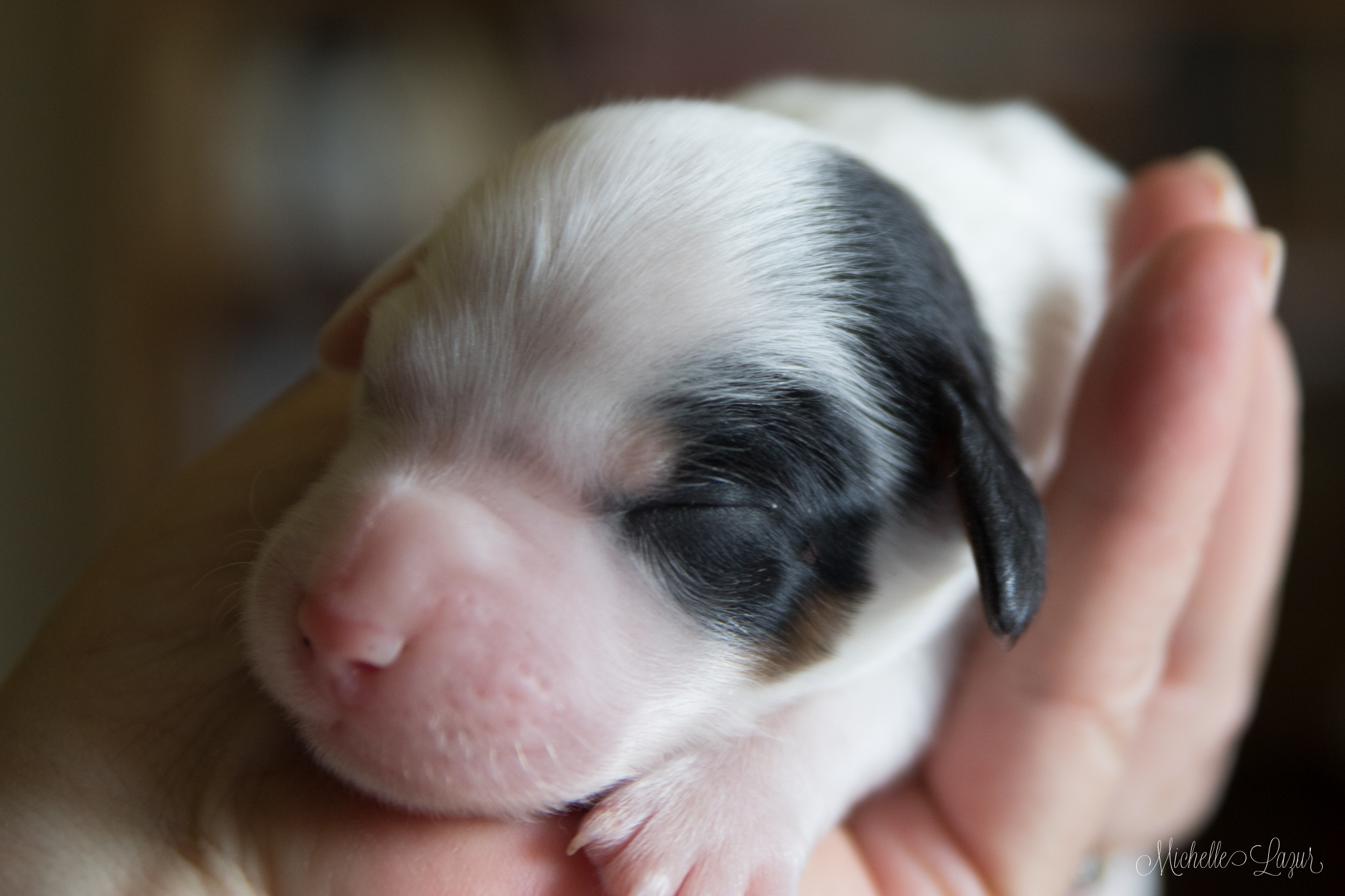 Male Laurel Mt Llewellin Setter Puppy, "General"