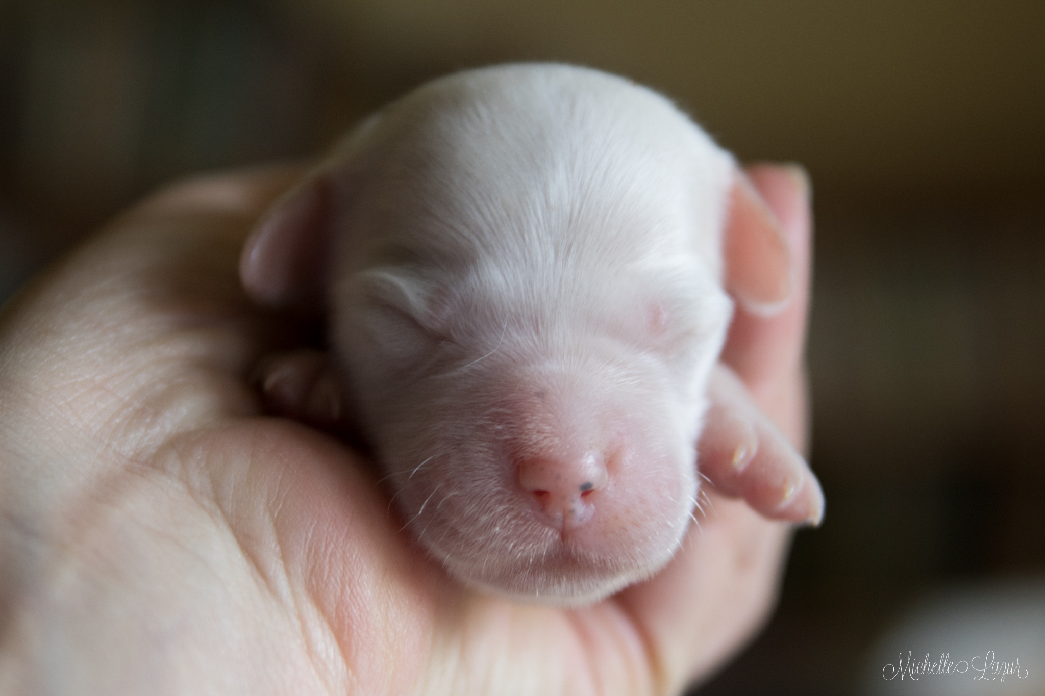 Male Laurel Mt Llewellin Setter puppy, Major (Belton)