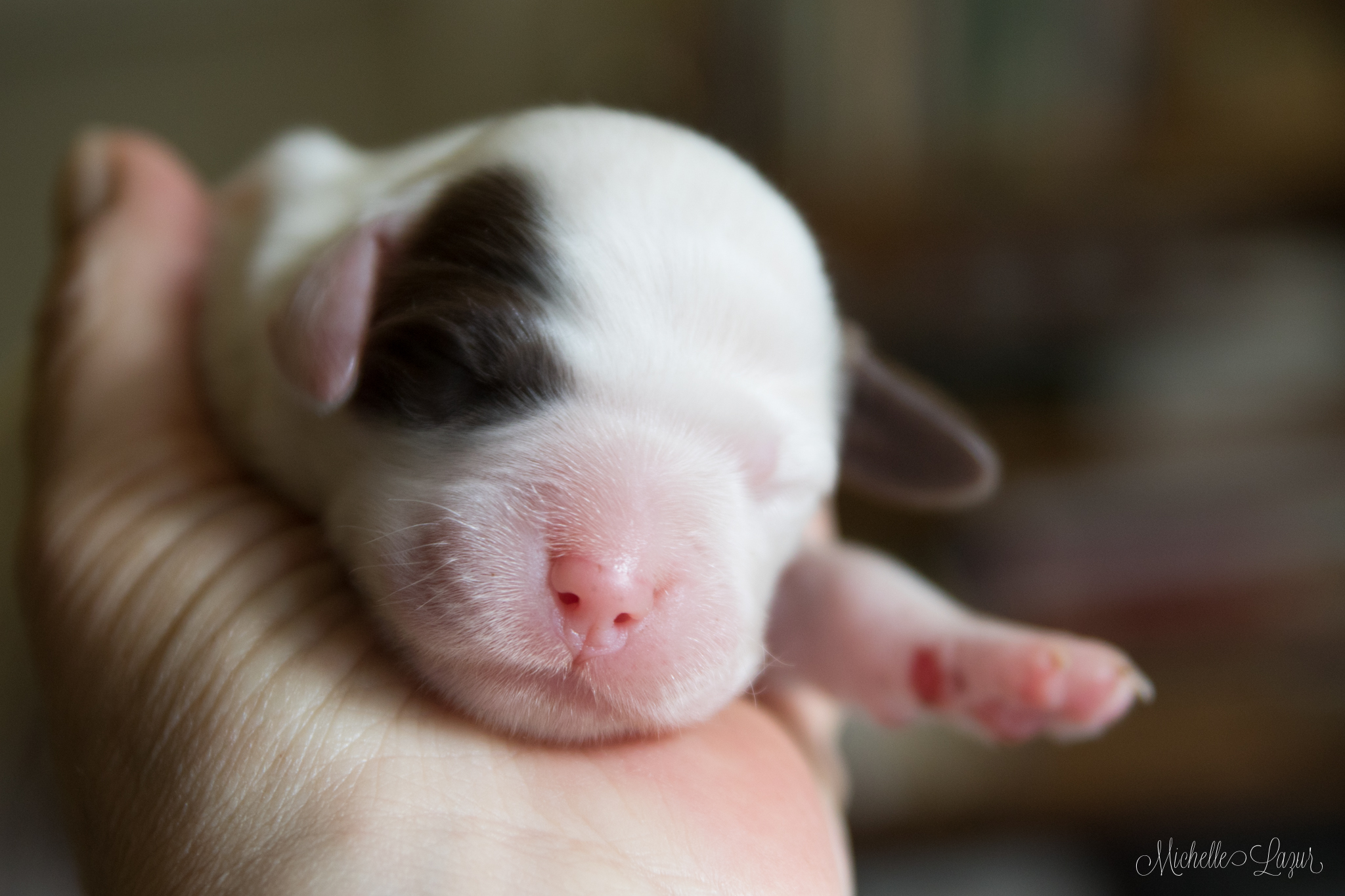 Female Llewellin Setter Puppy, Airee