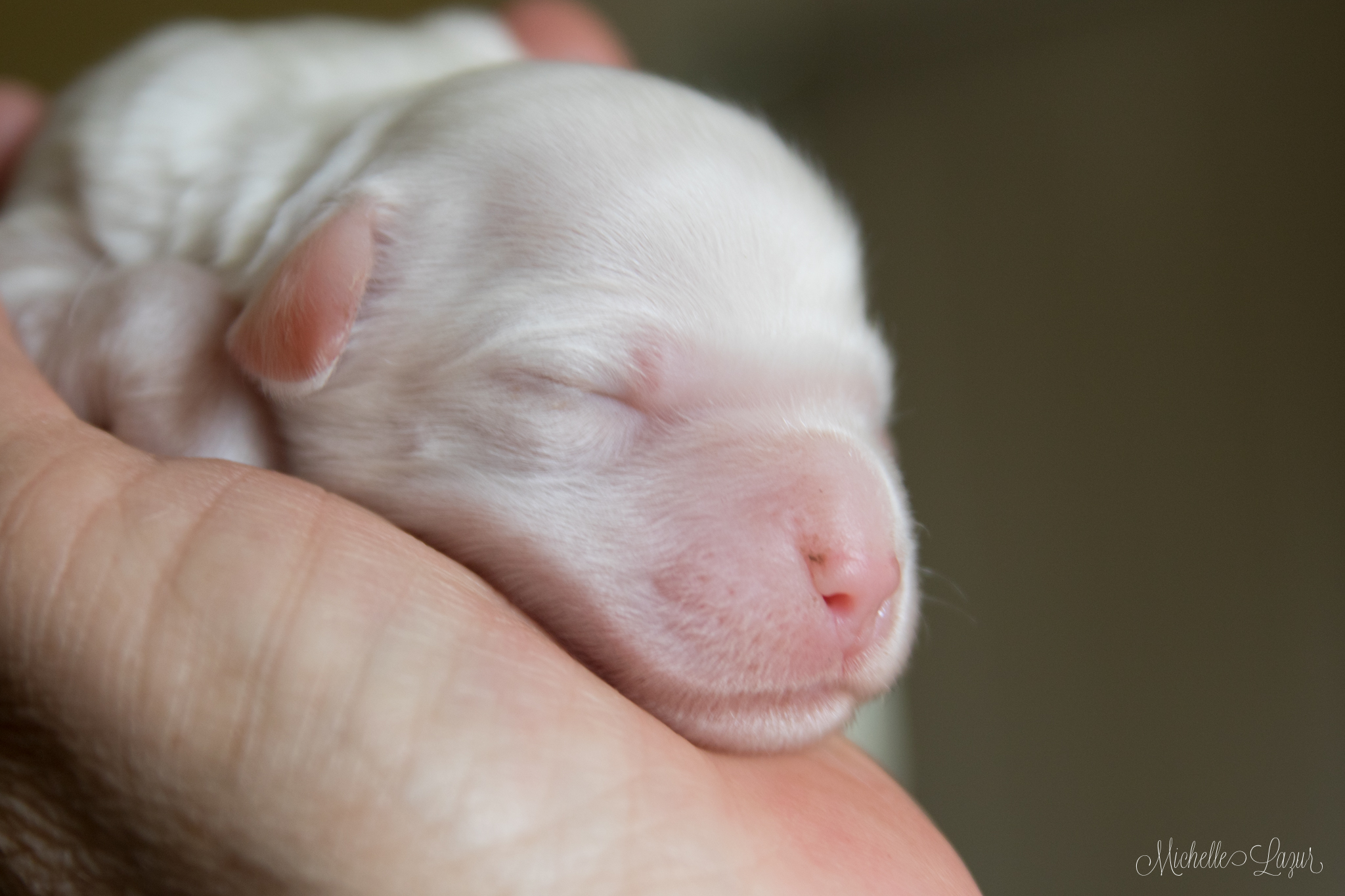 Marie, female Llewellin Setter Puppy