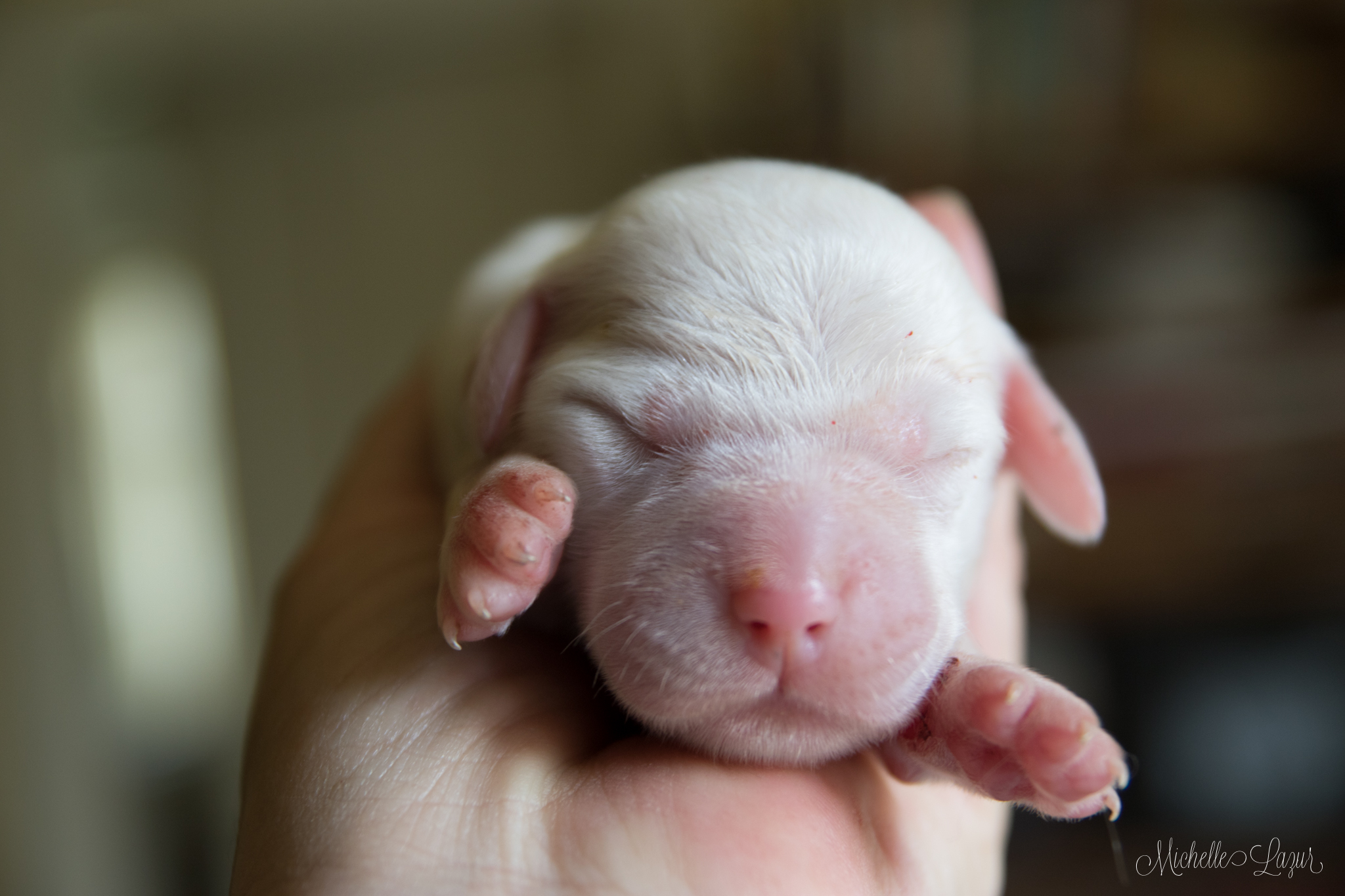 Navee - female Laurel Mt Llewellin Setter Puppy