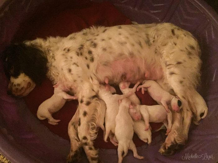 Laurel Mt Llewellin Setter's Tori and her Llewellin Setter Puppies sired by Count